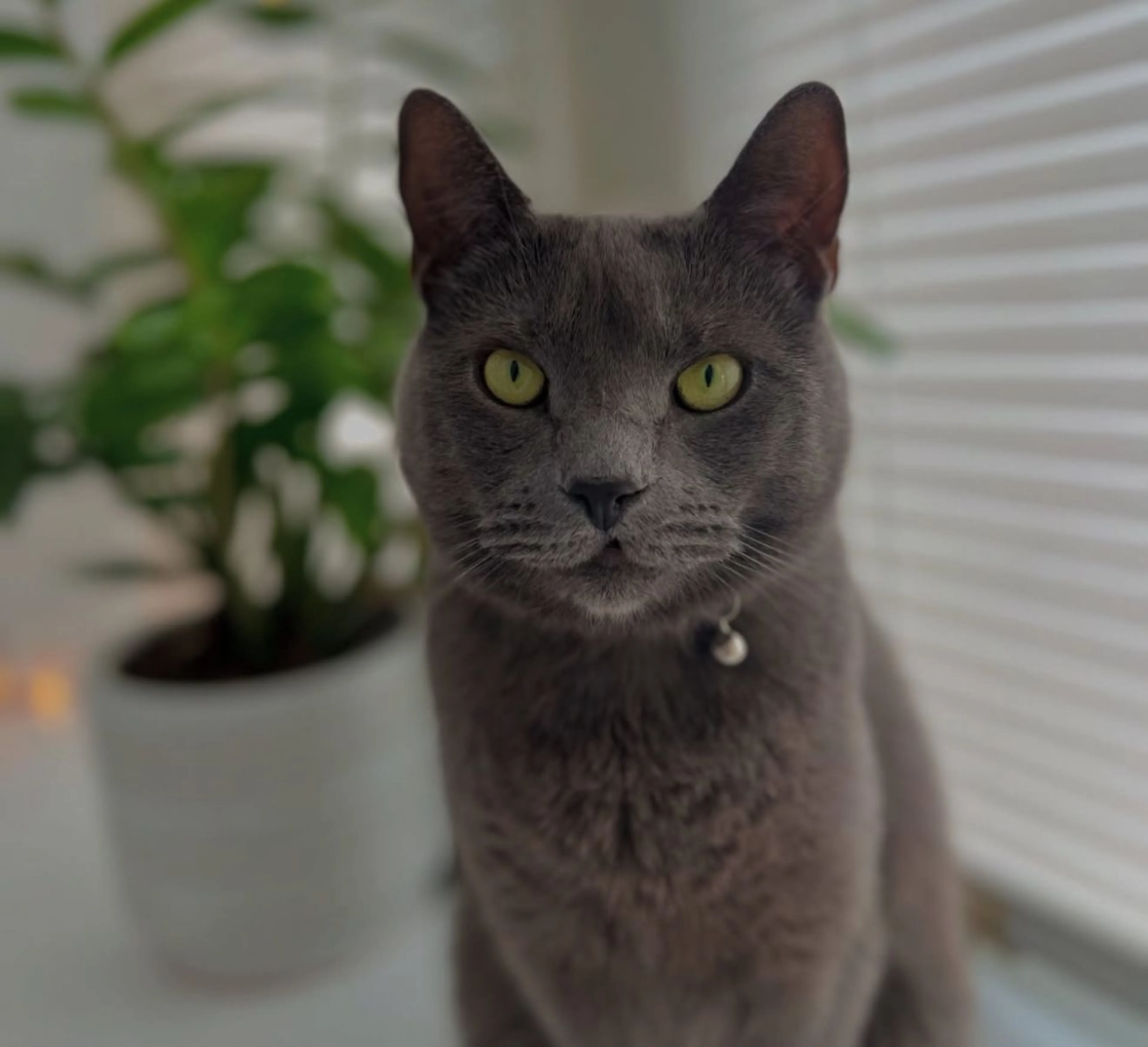 Lost pet