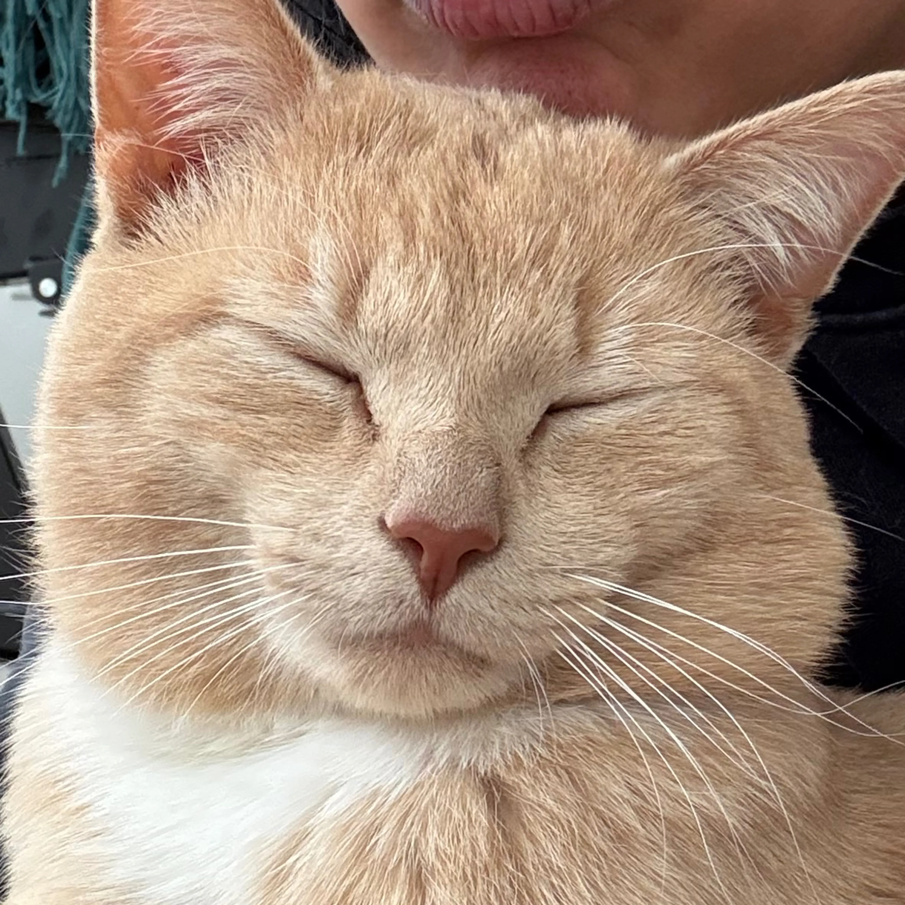 Lost pet-2