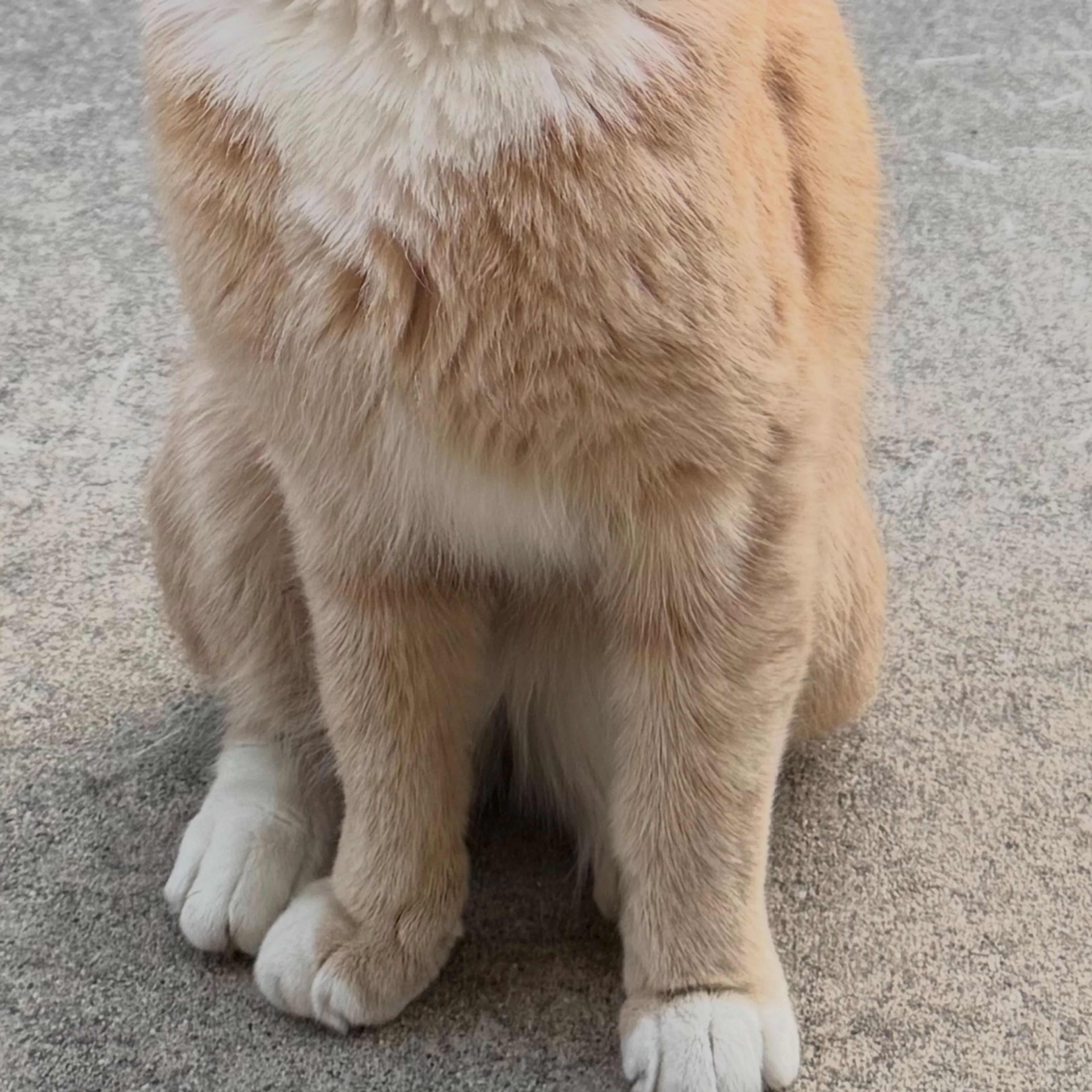 Lost pet-1