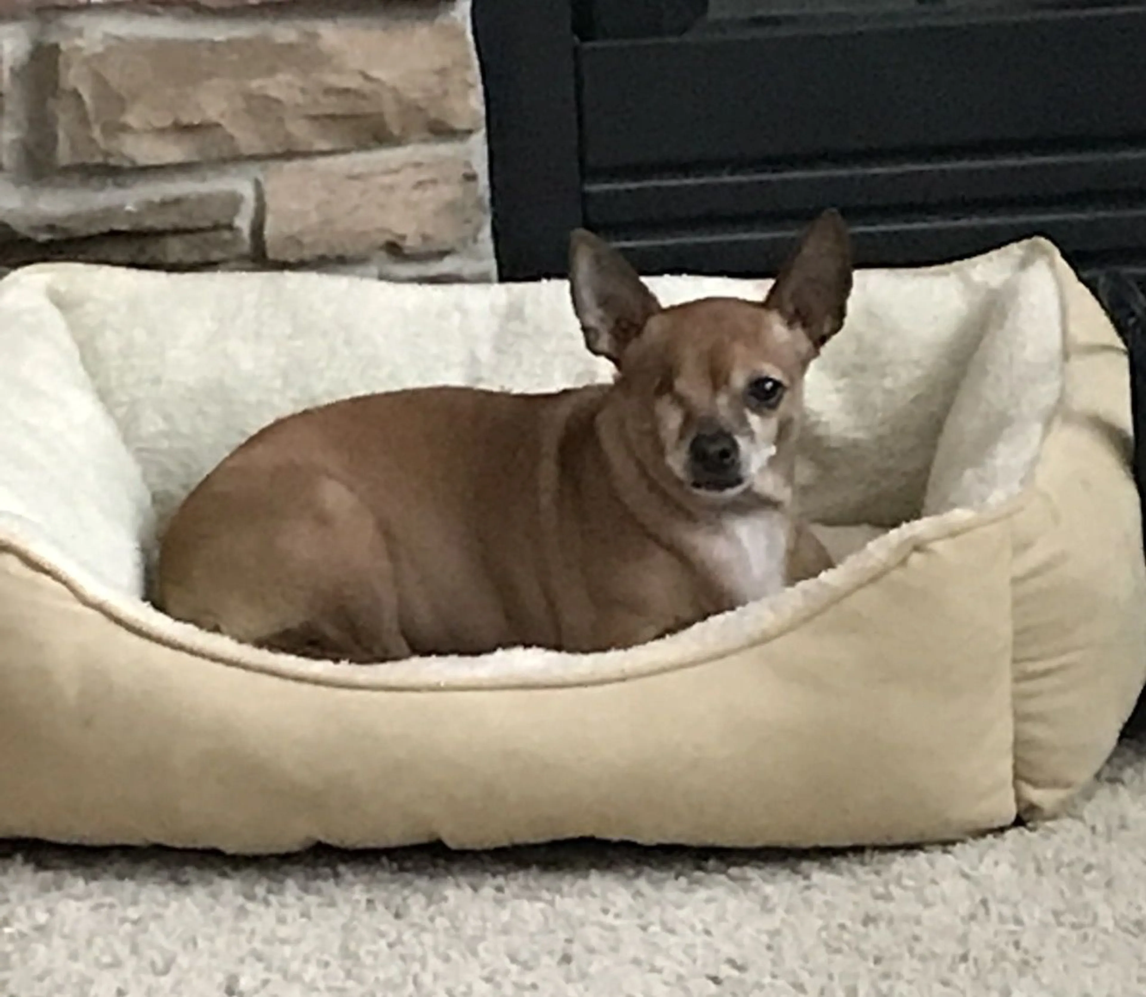 Lost pet