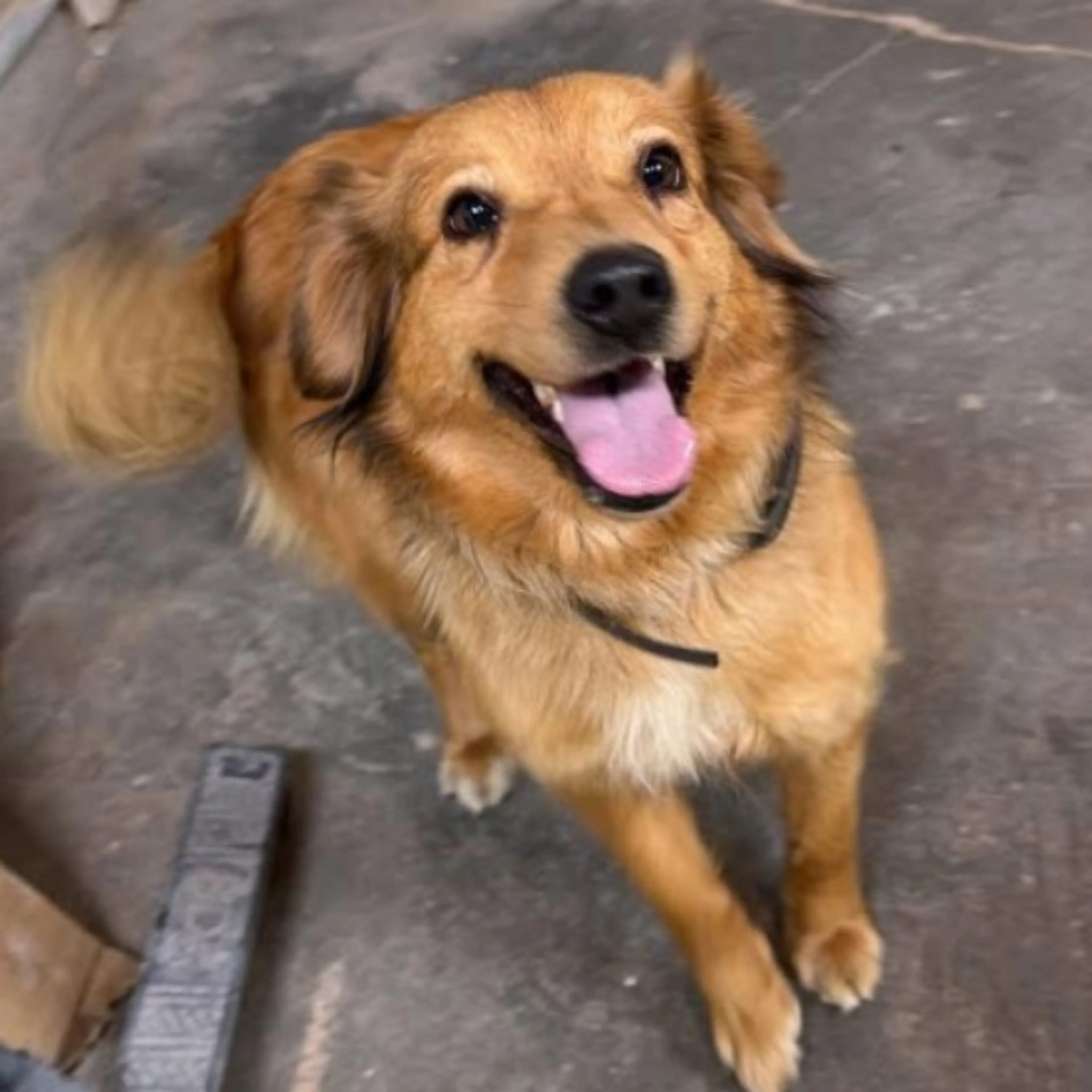 Found pet