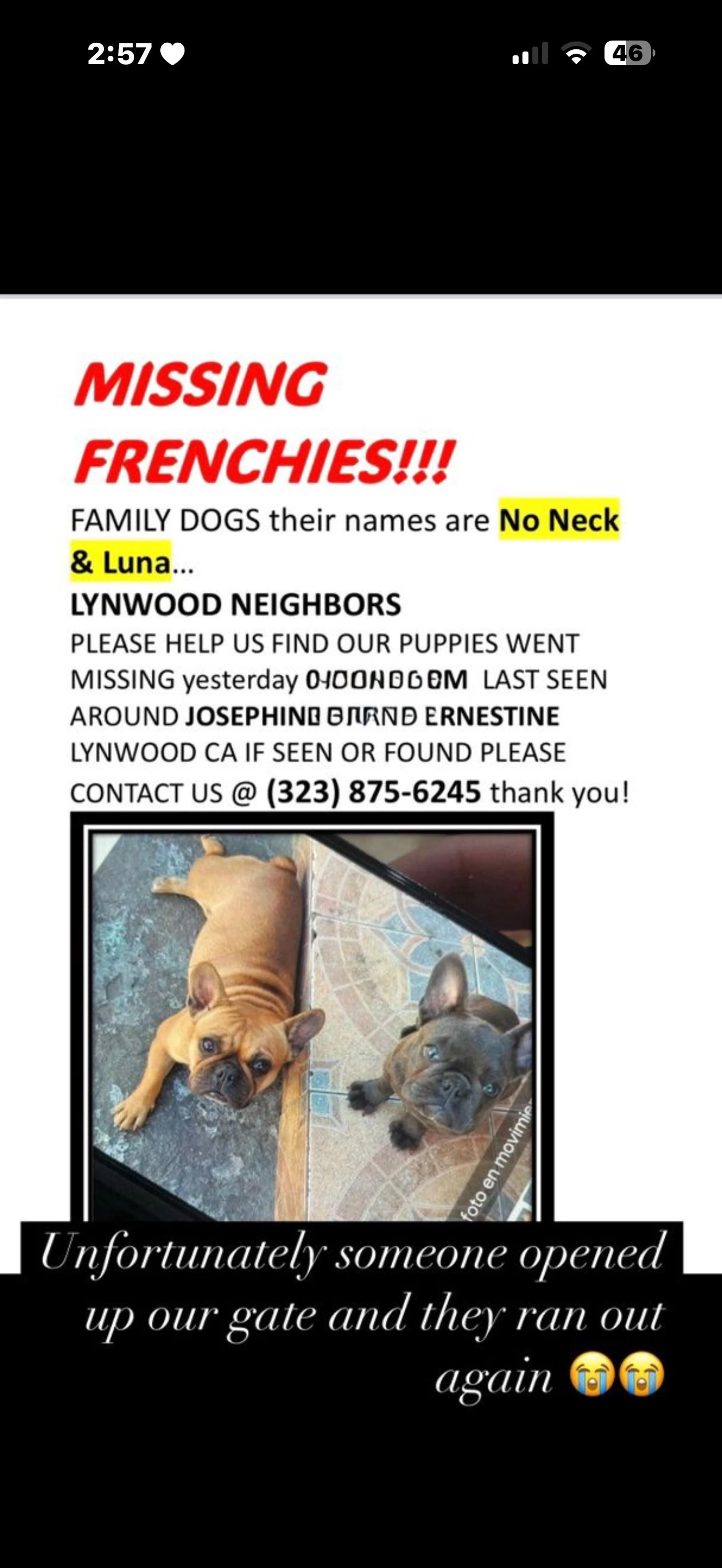 Lost pet