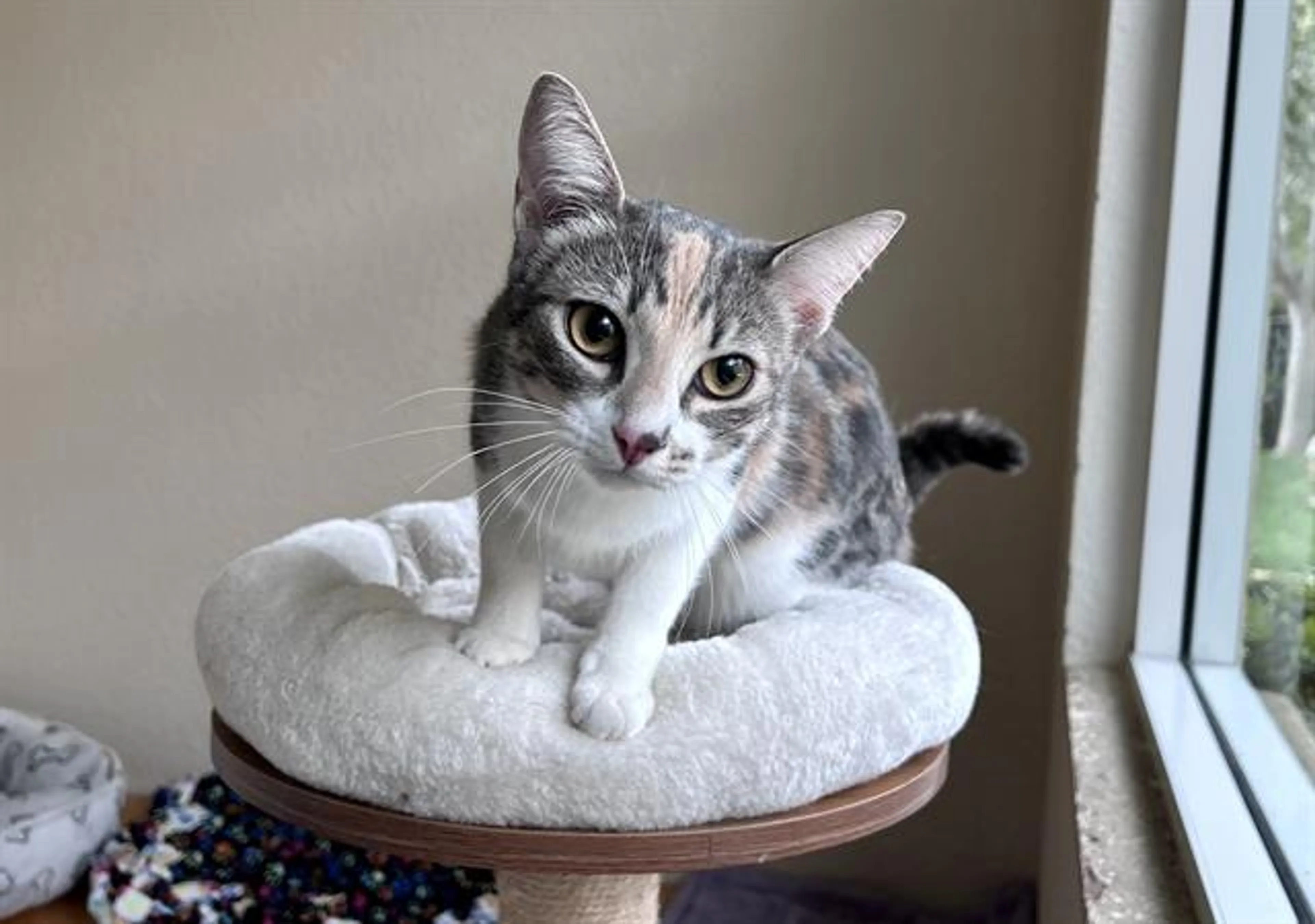 Found pet