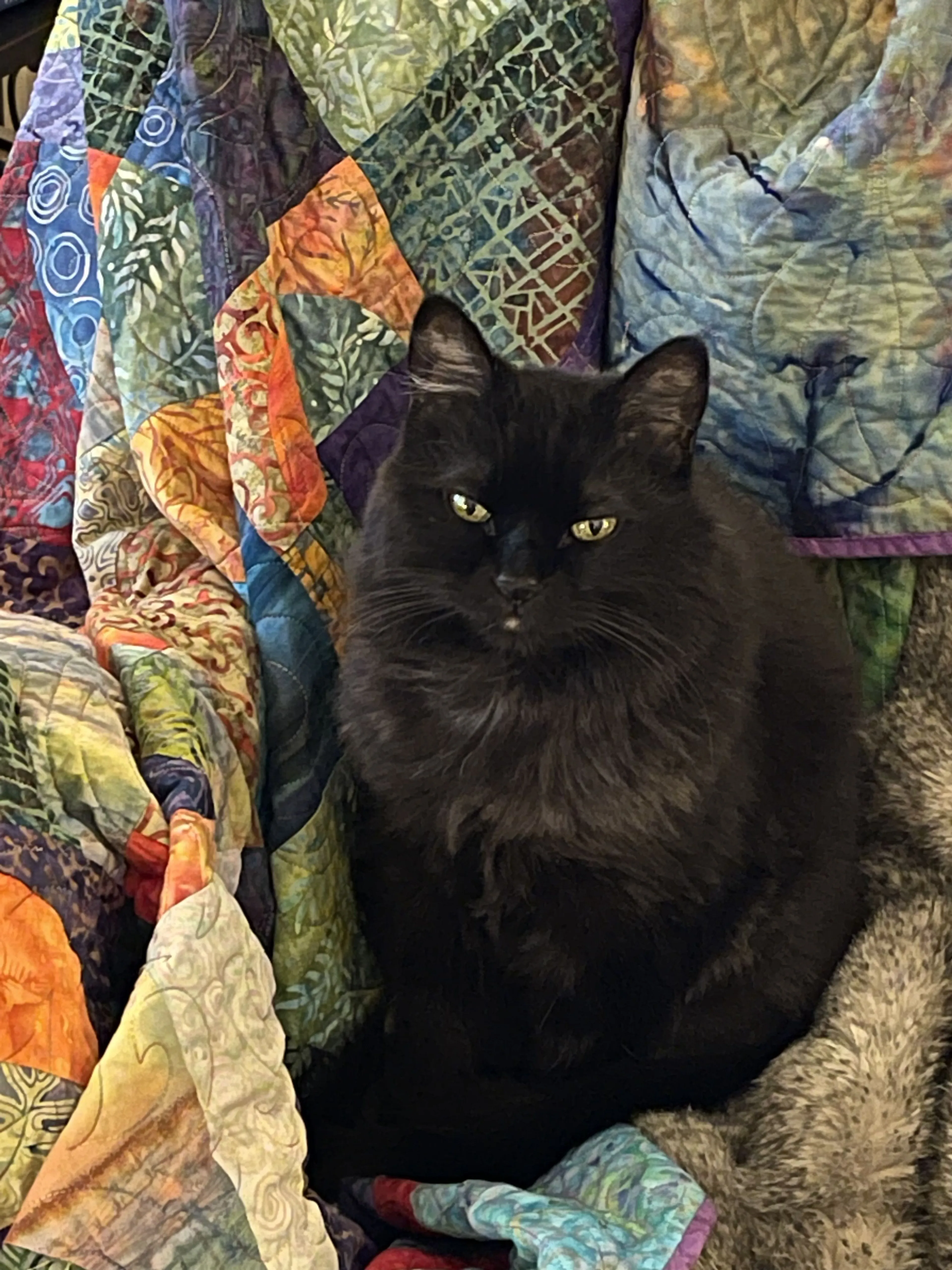 Lost pet-3