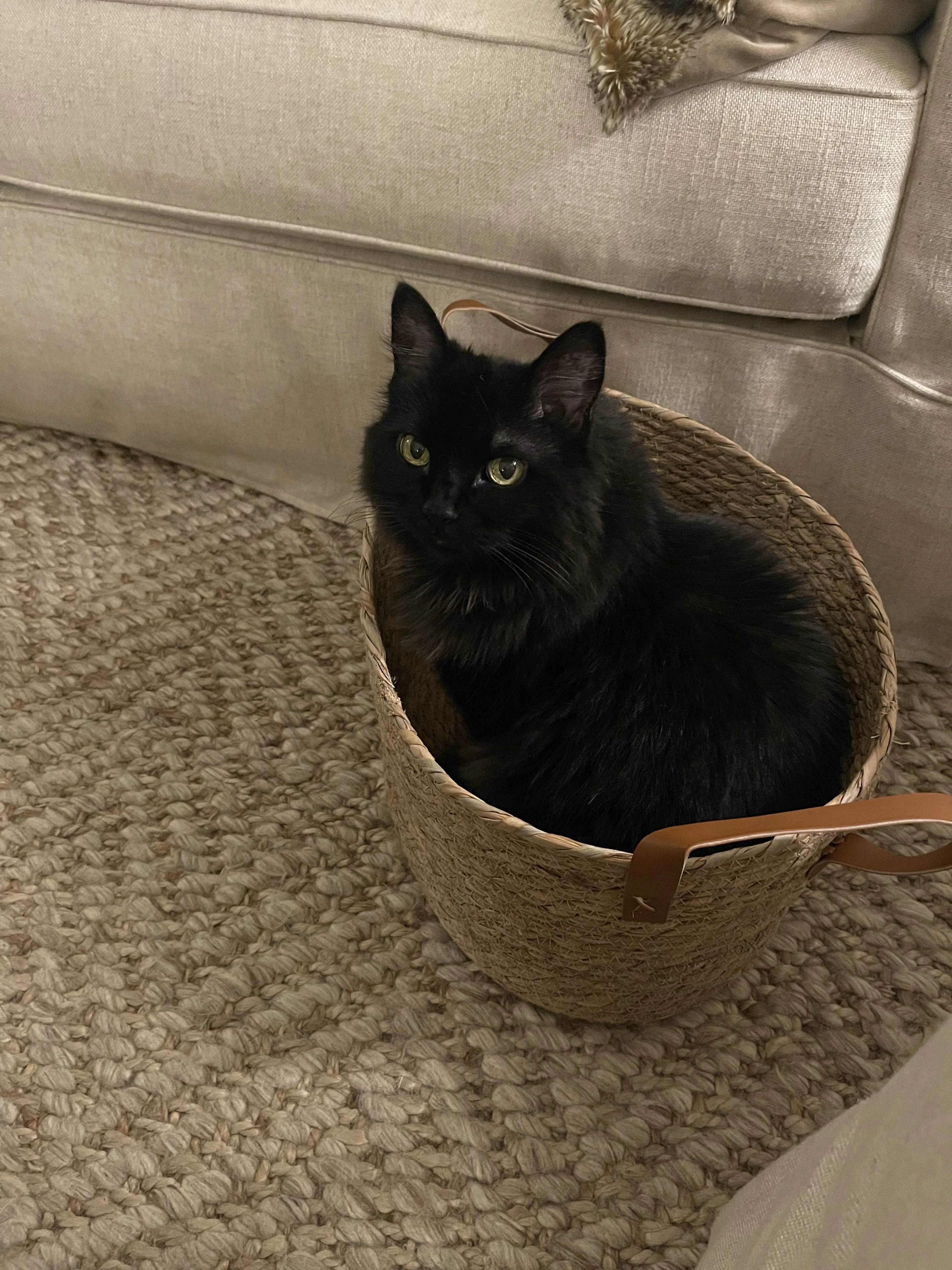 Lost pet-2