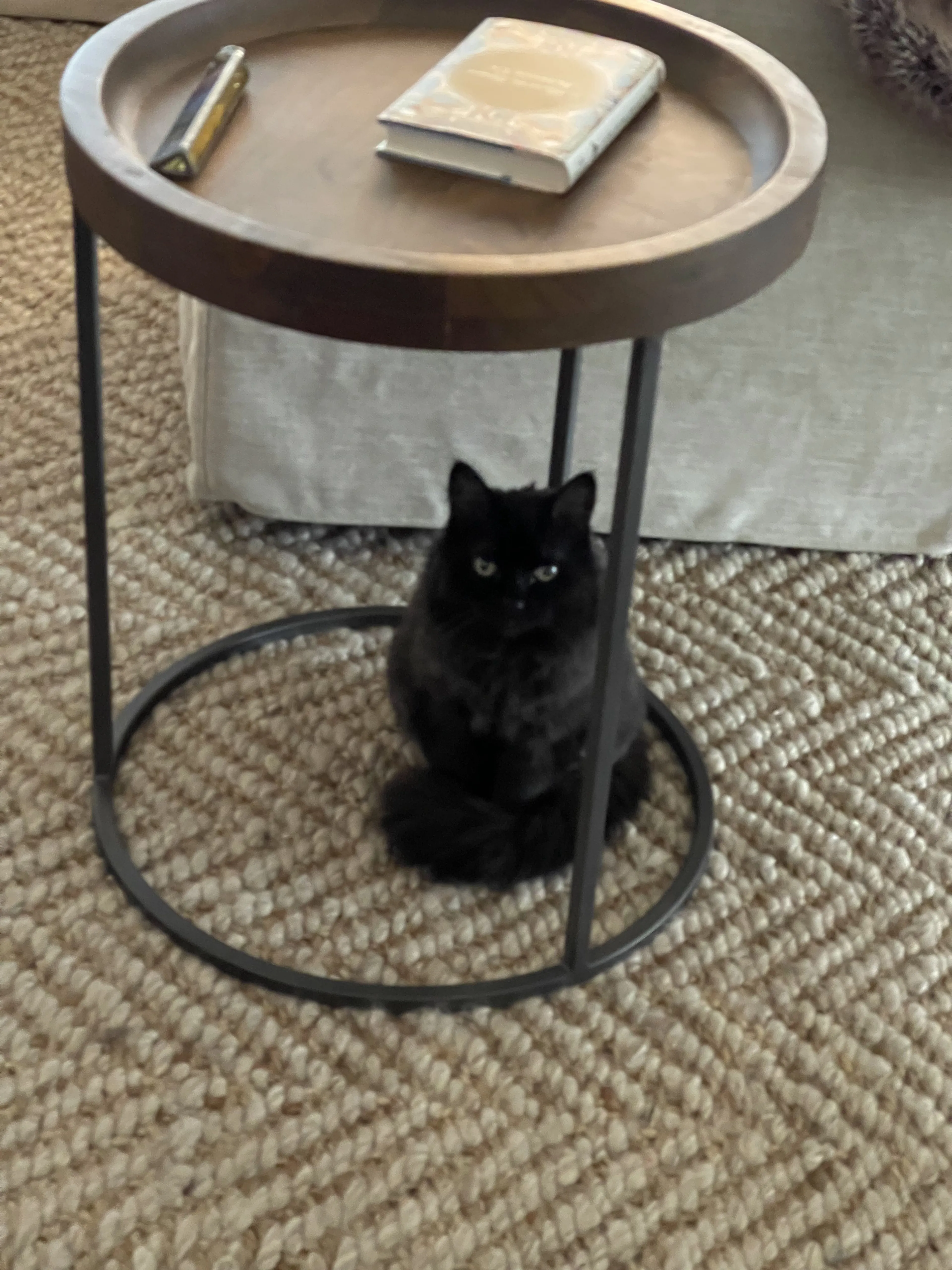 Lost pet-0