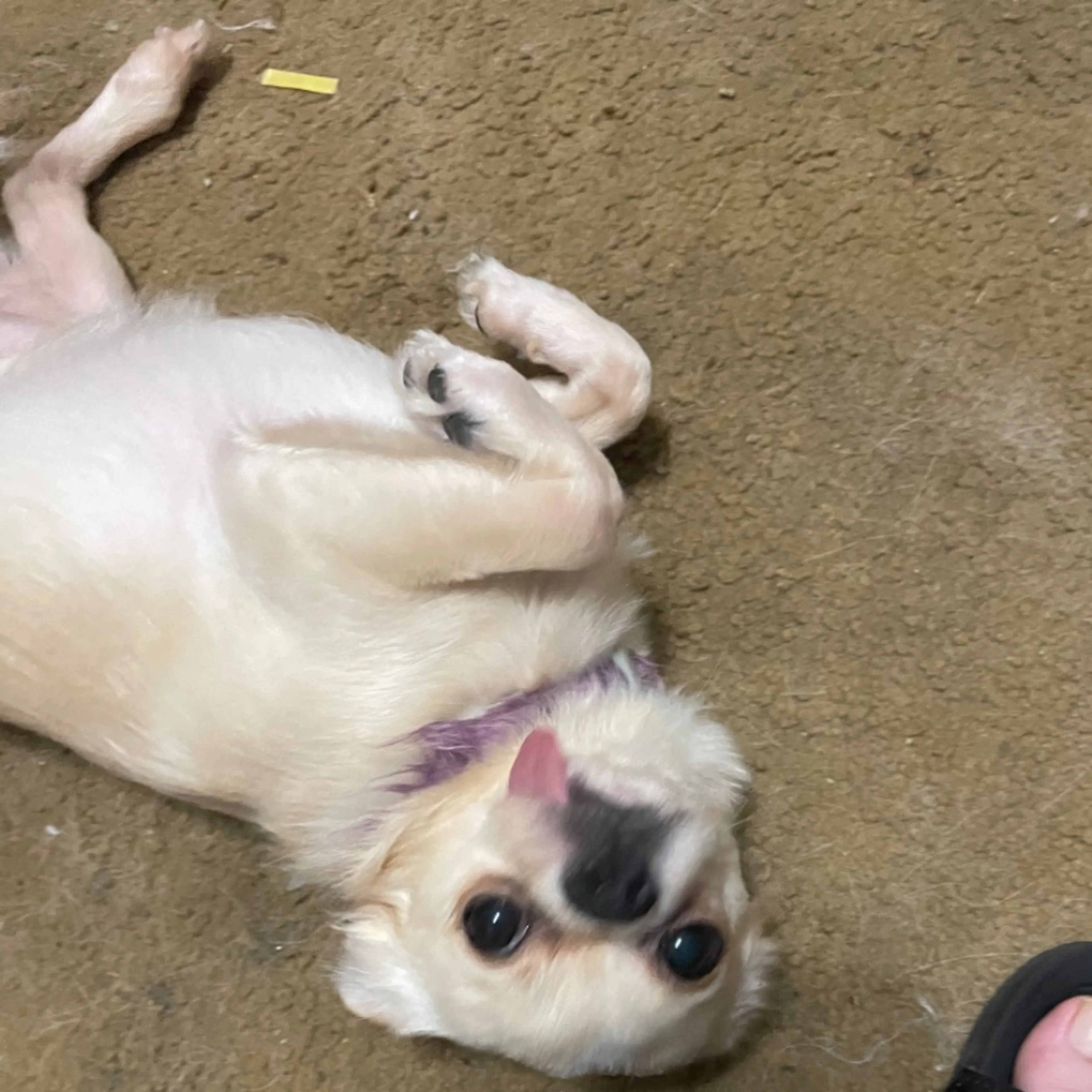 Lost pet-0