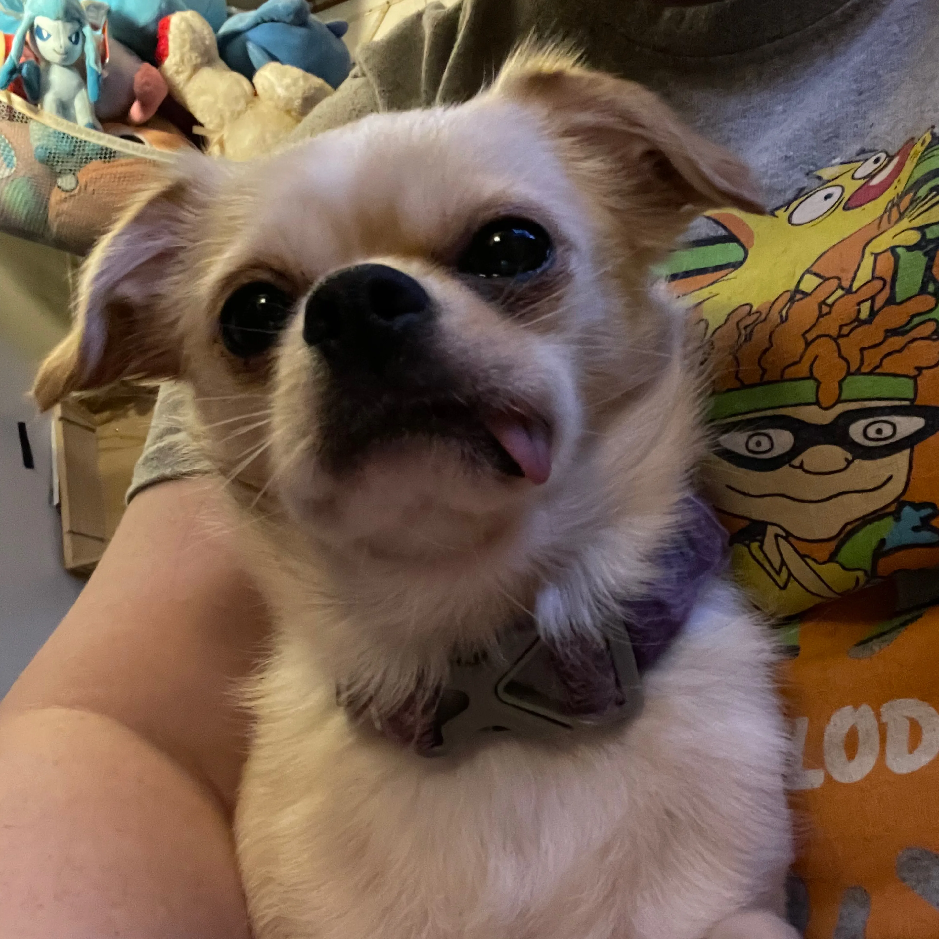 Lost pet-2