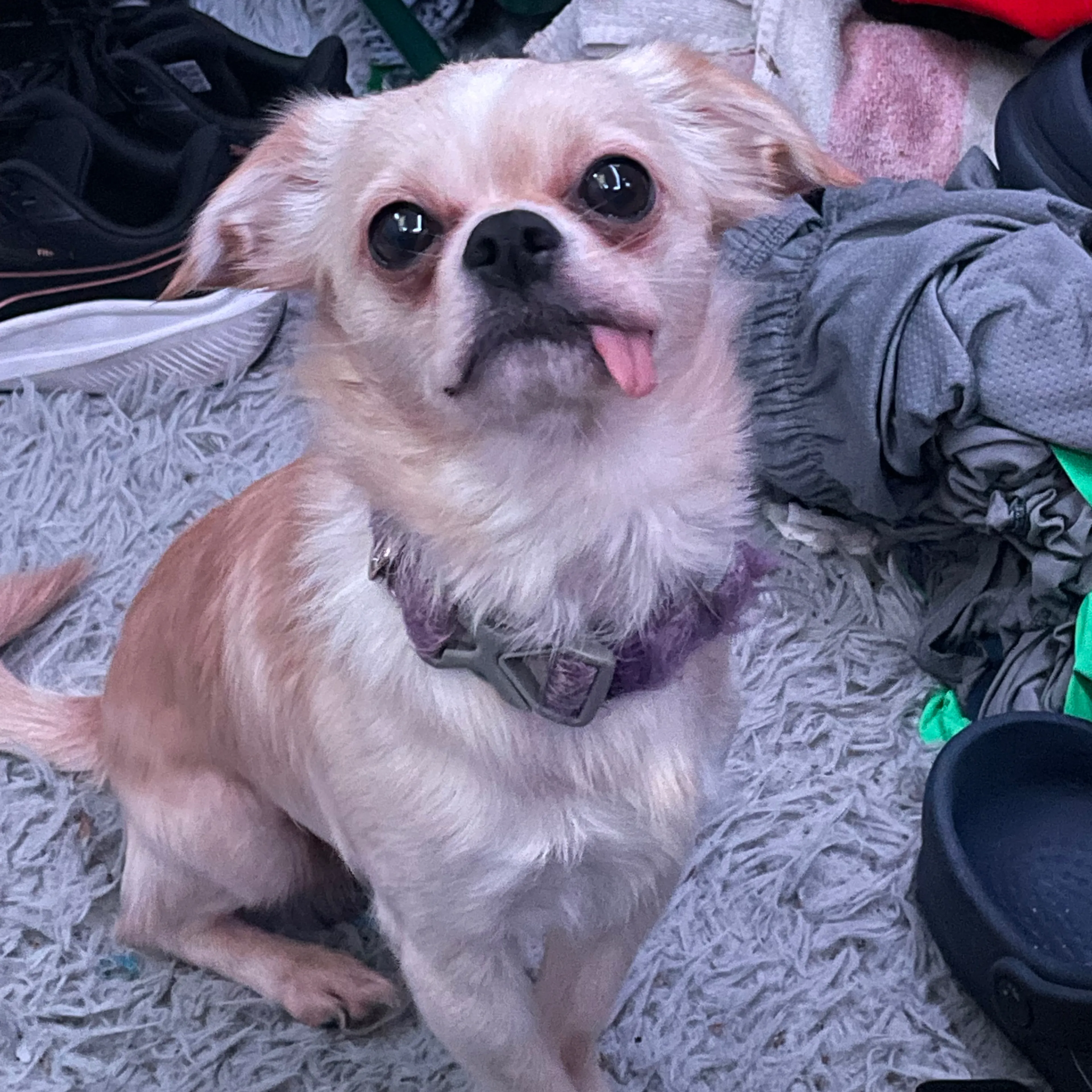 Lost pet-3