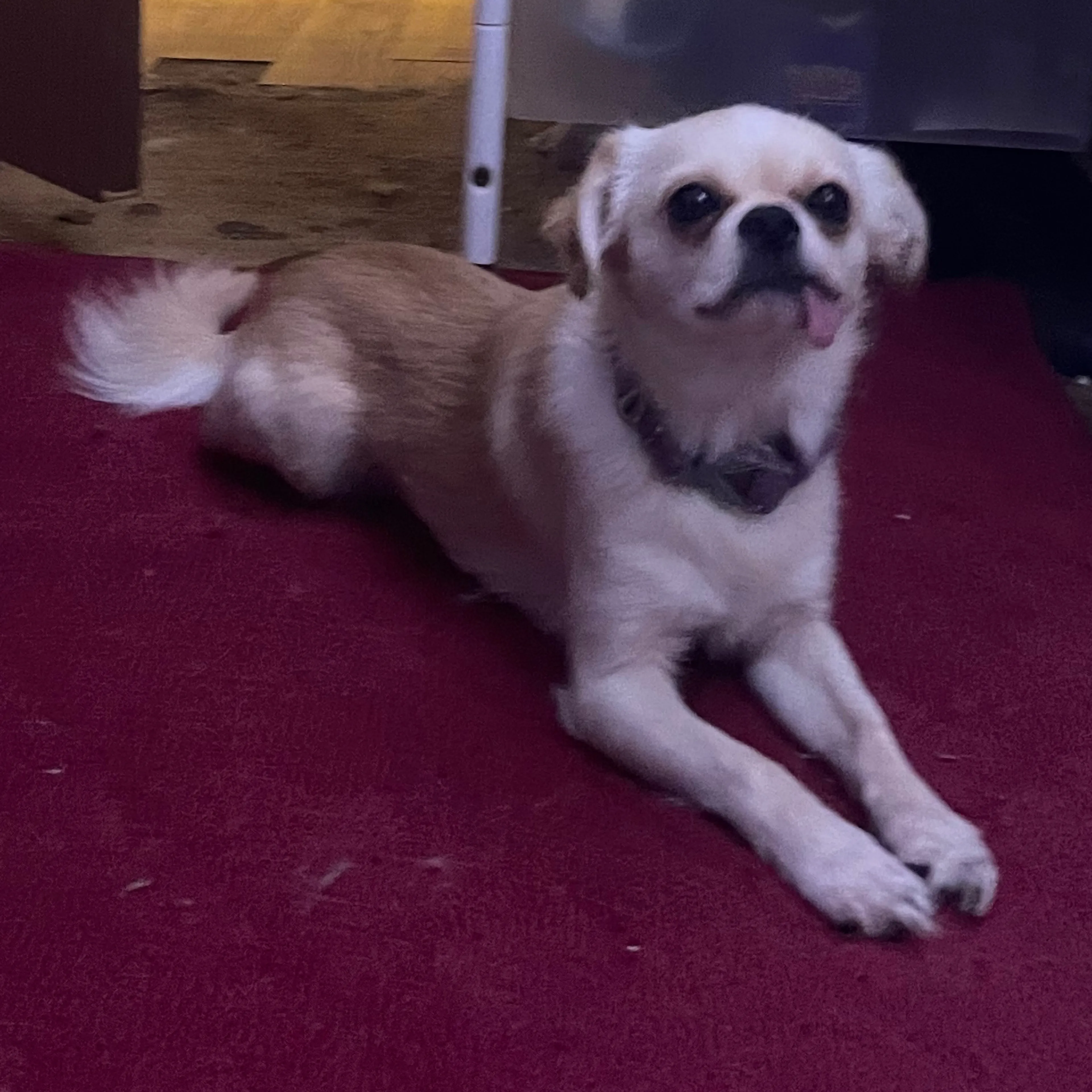 Lost pet-1