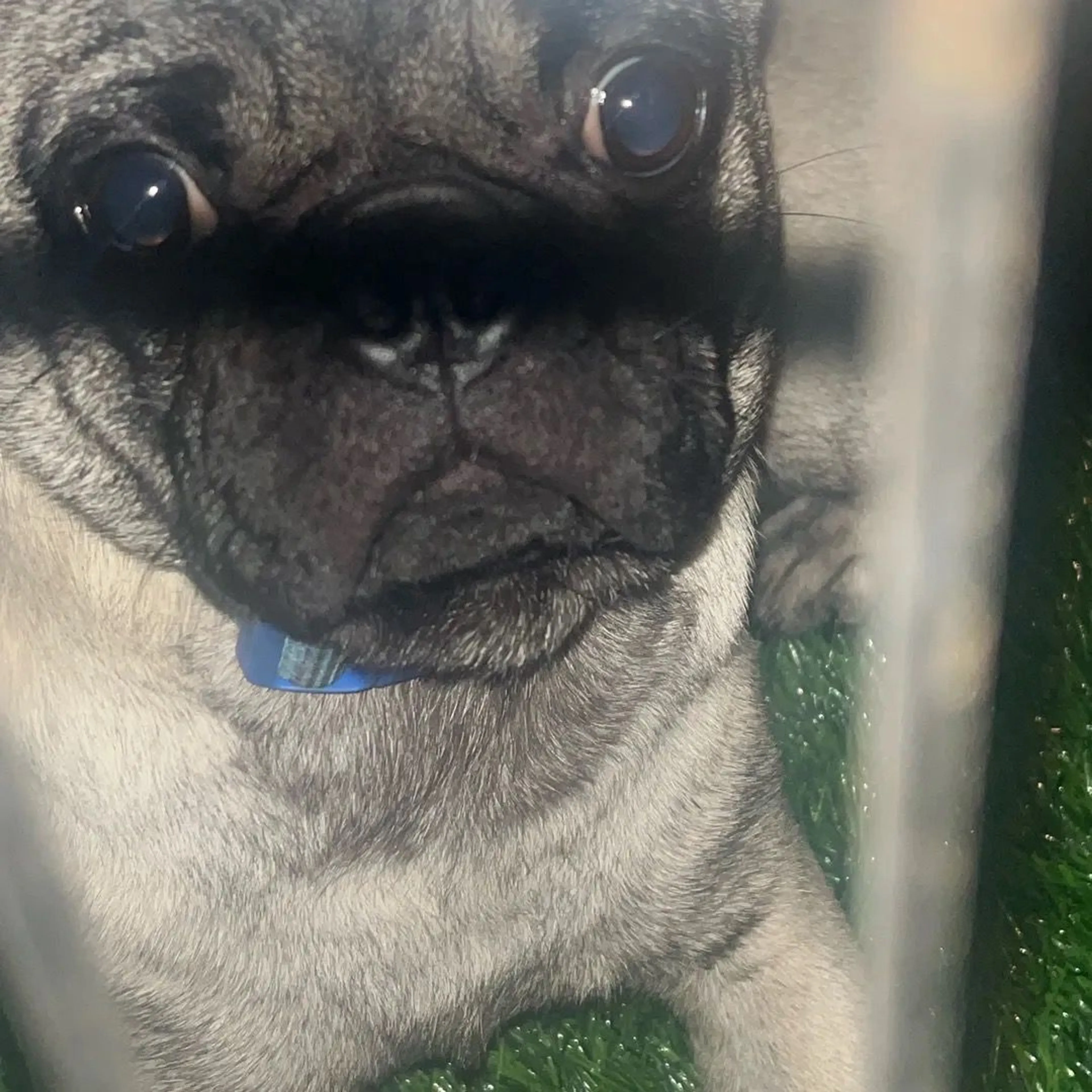 Lost pet