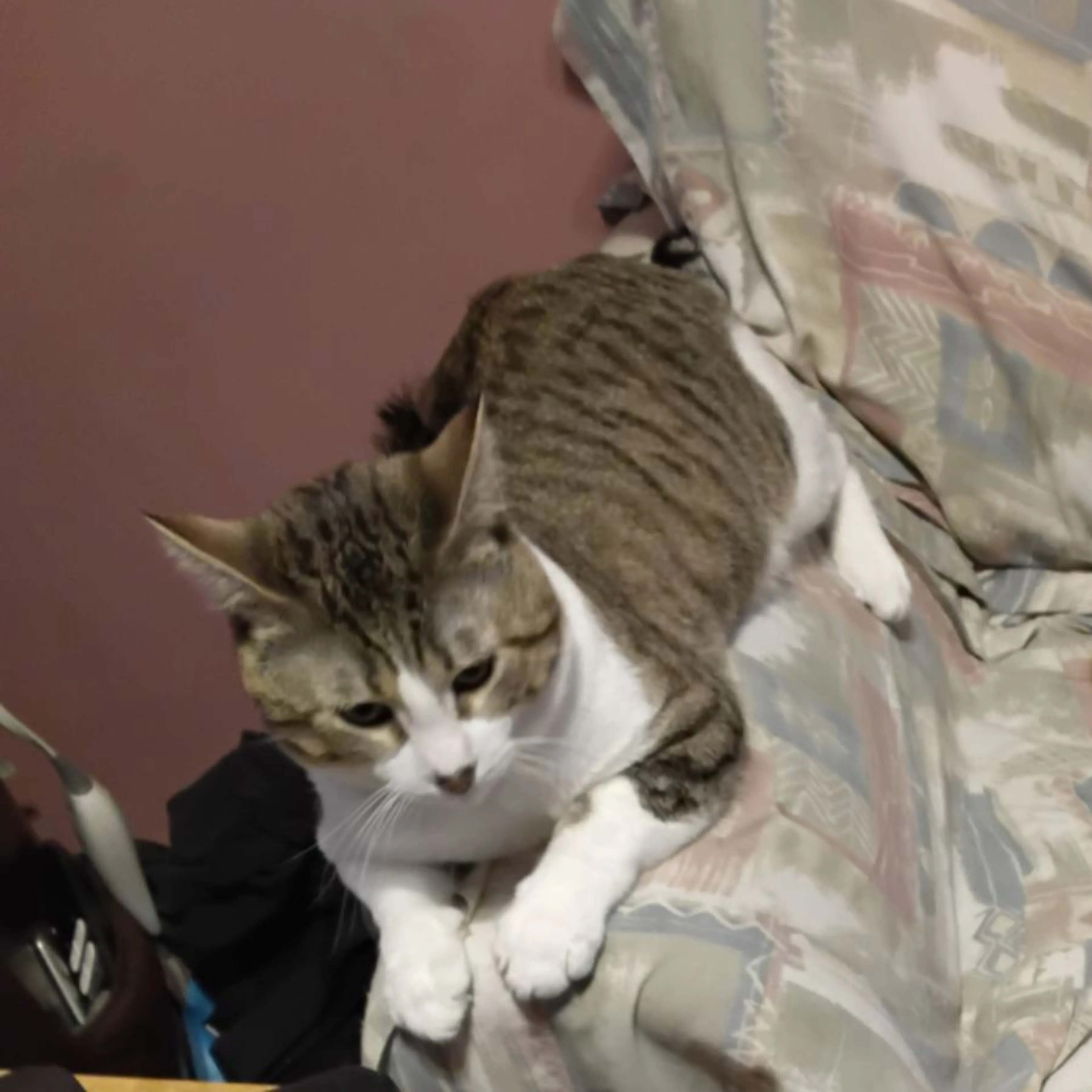 Lost pet