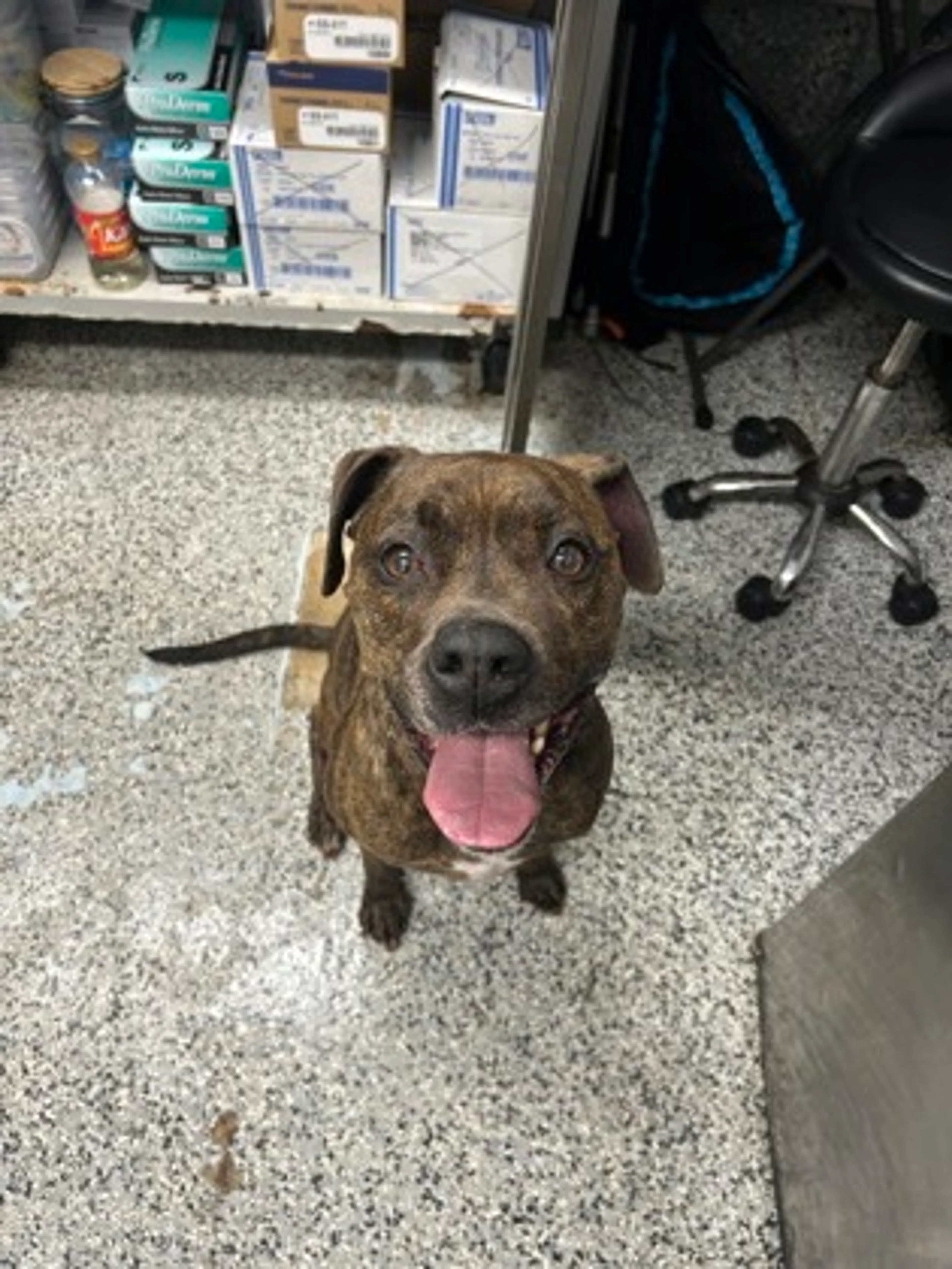 Found pet