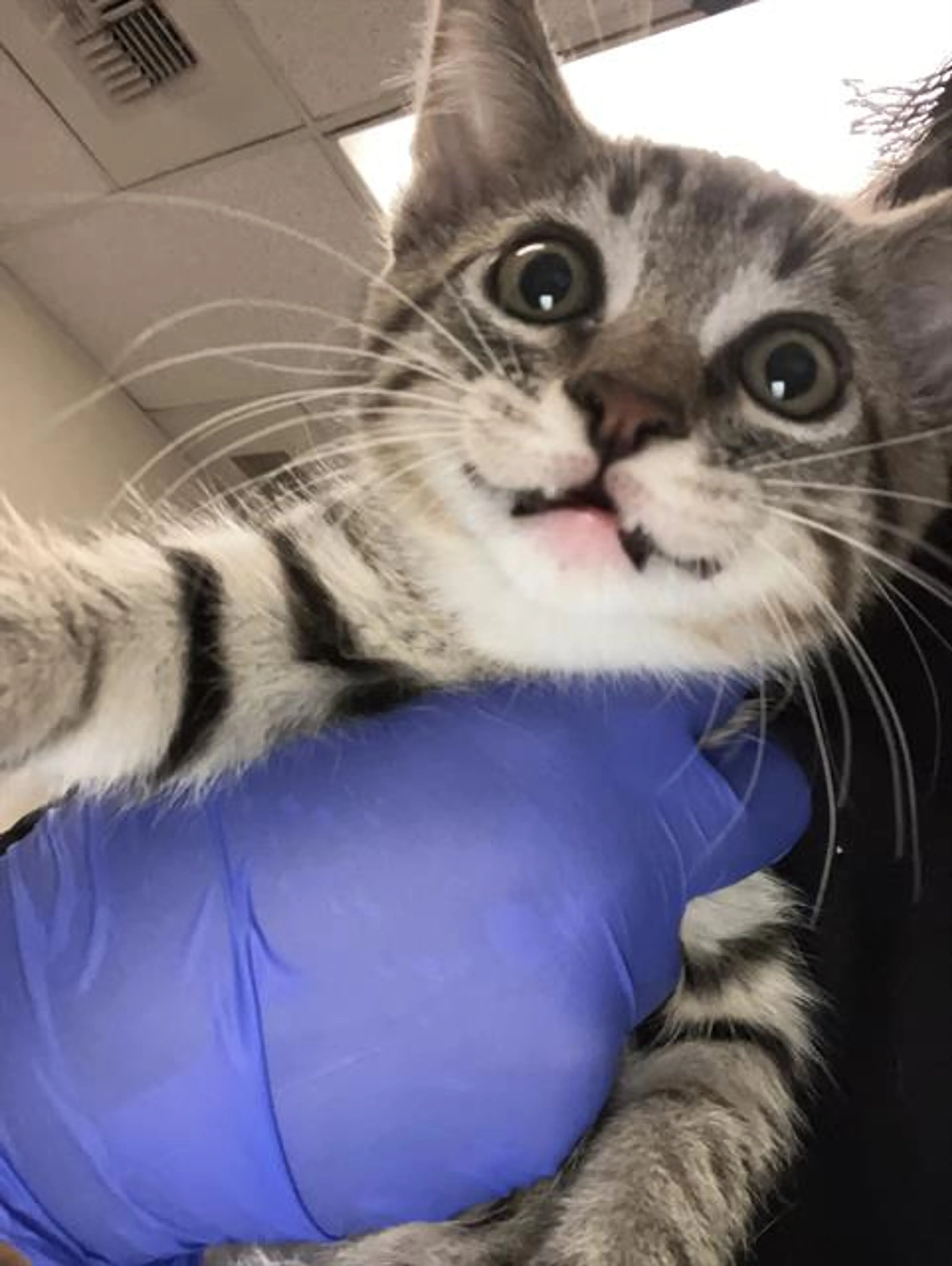 Found pet