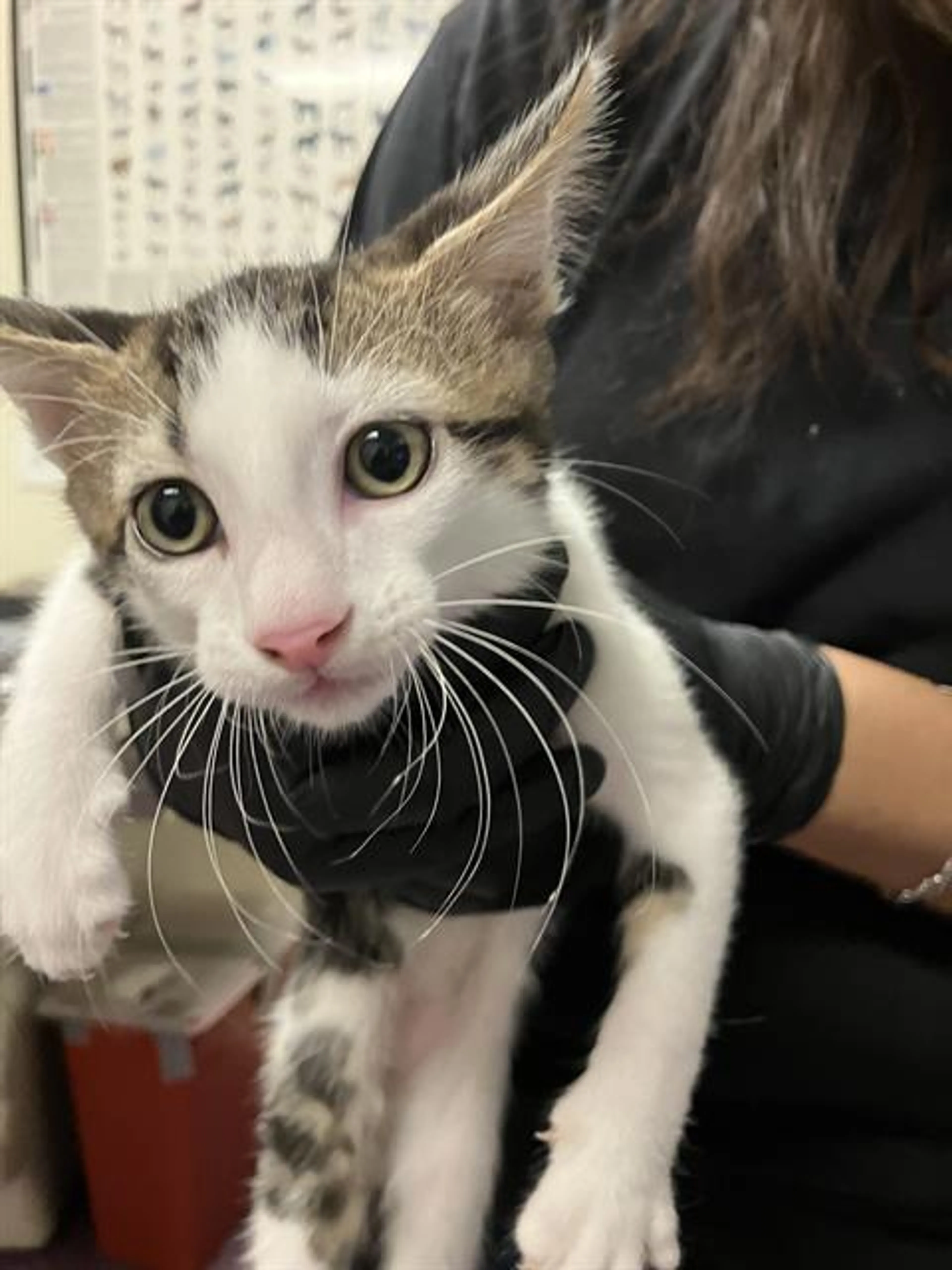 Found pet