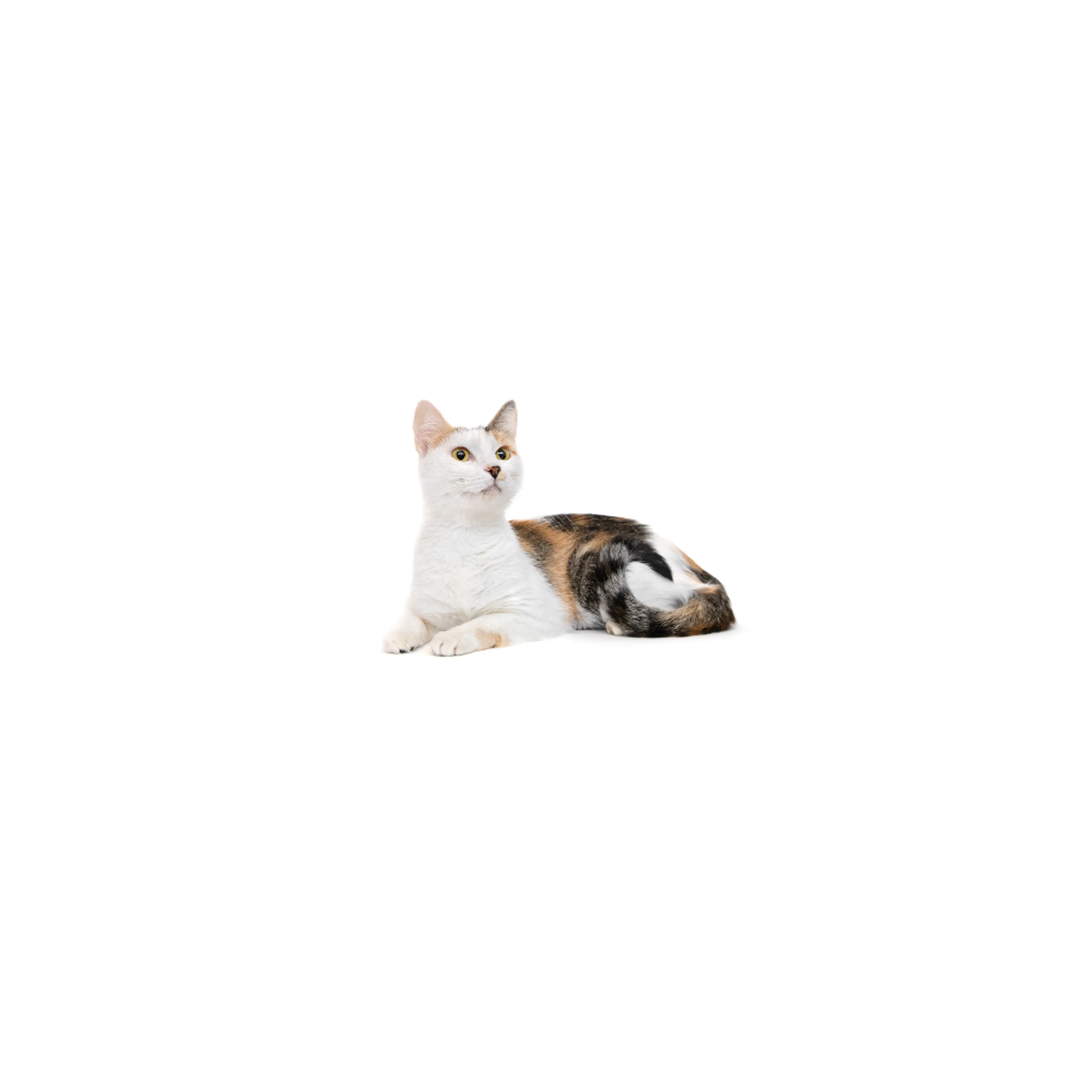 cdn image