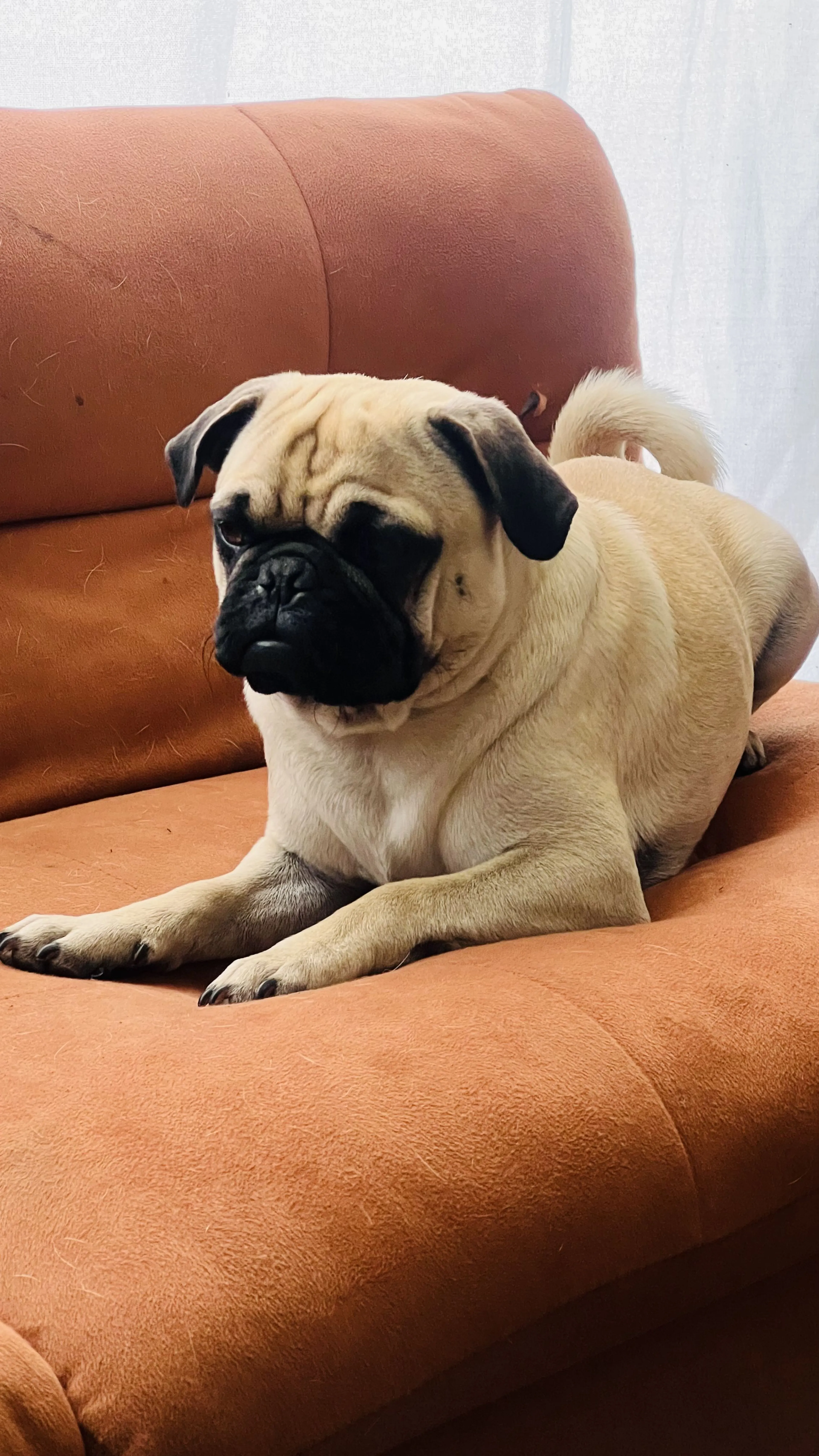 Lost pet