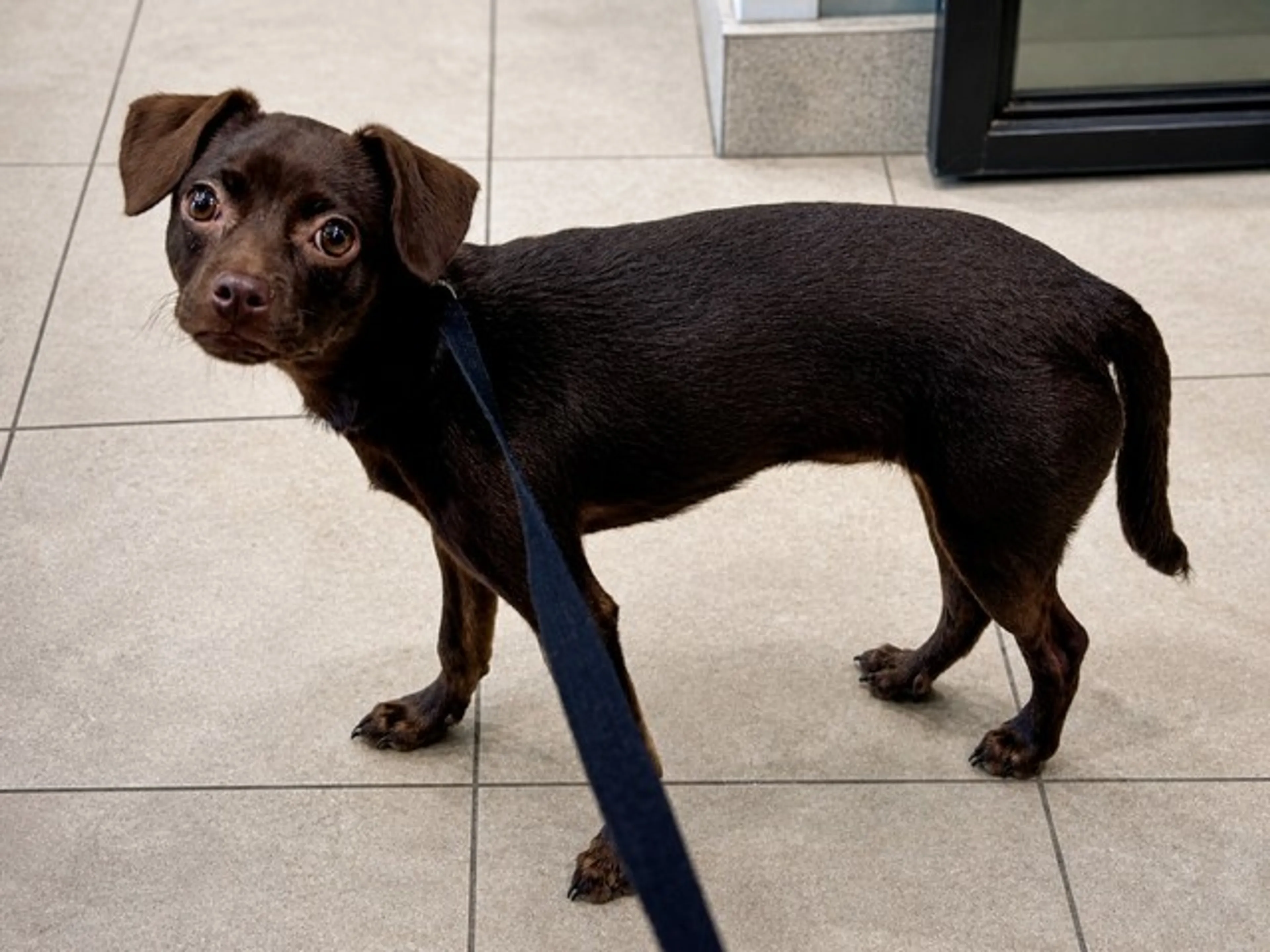 Found pet