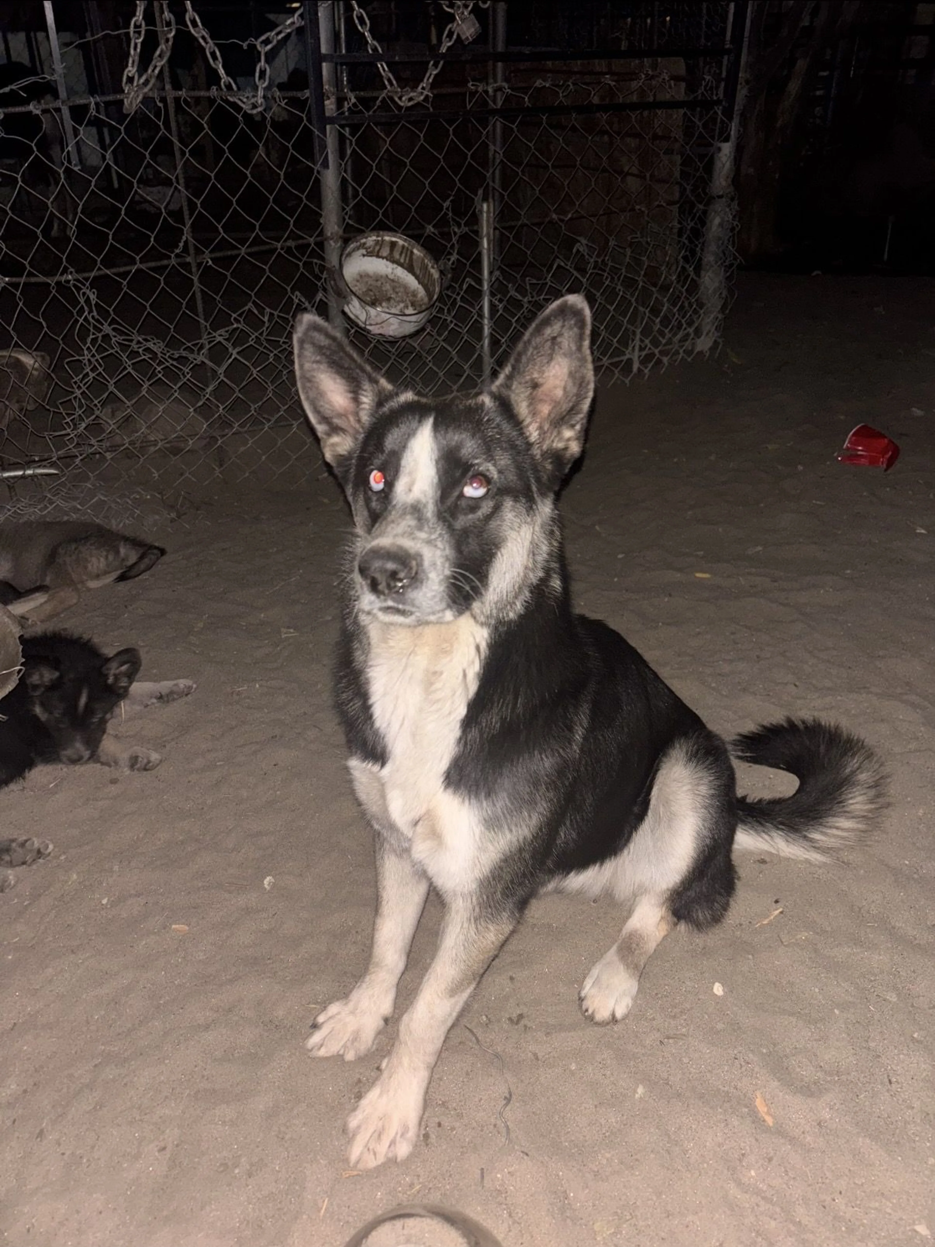 Lost pet
