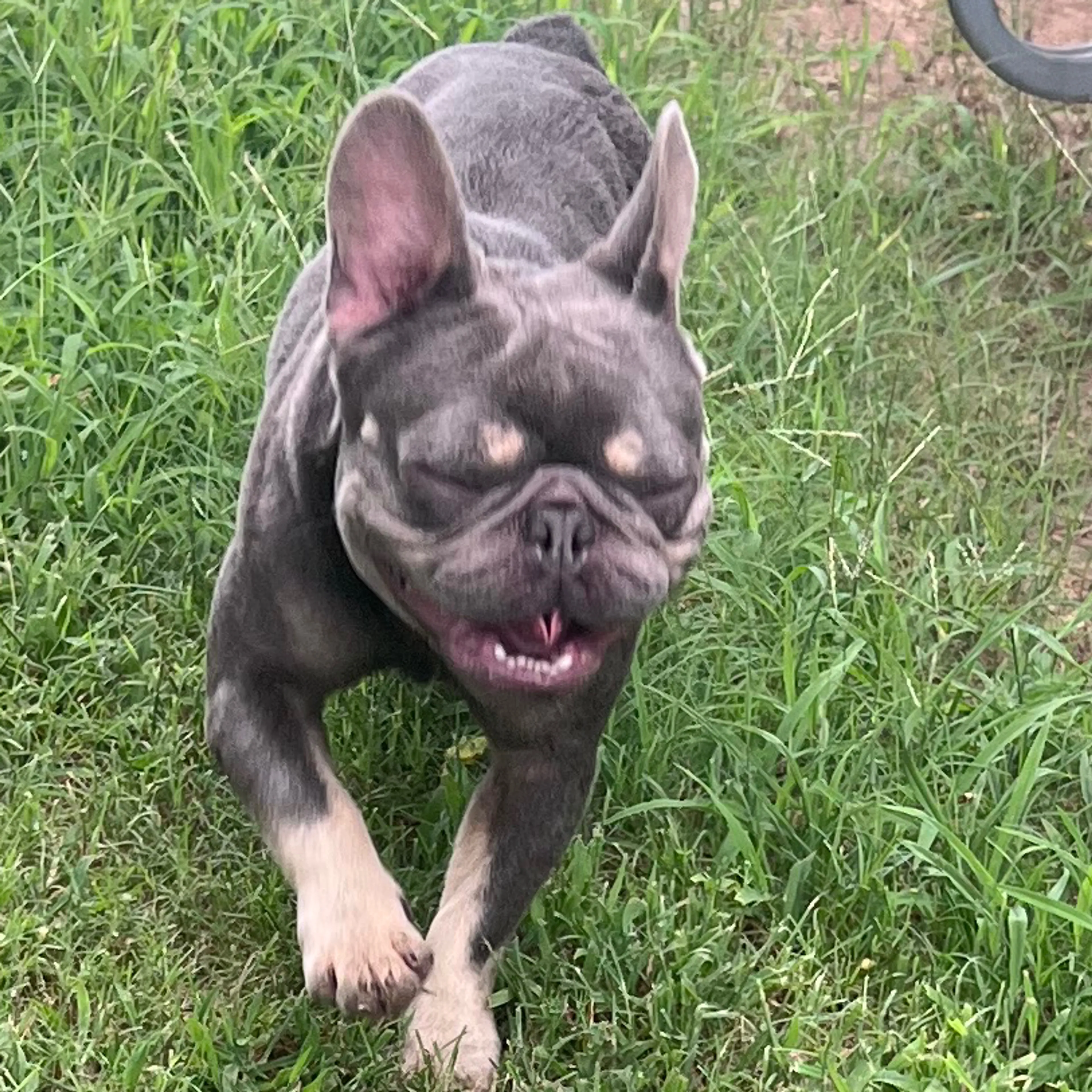 Lost pet-3