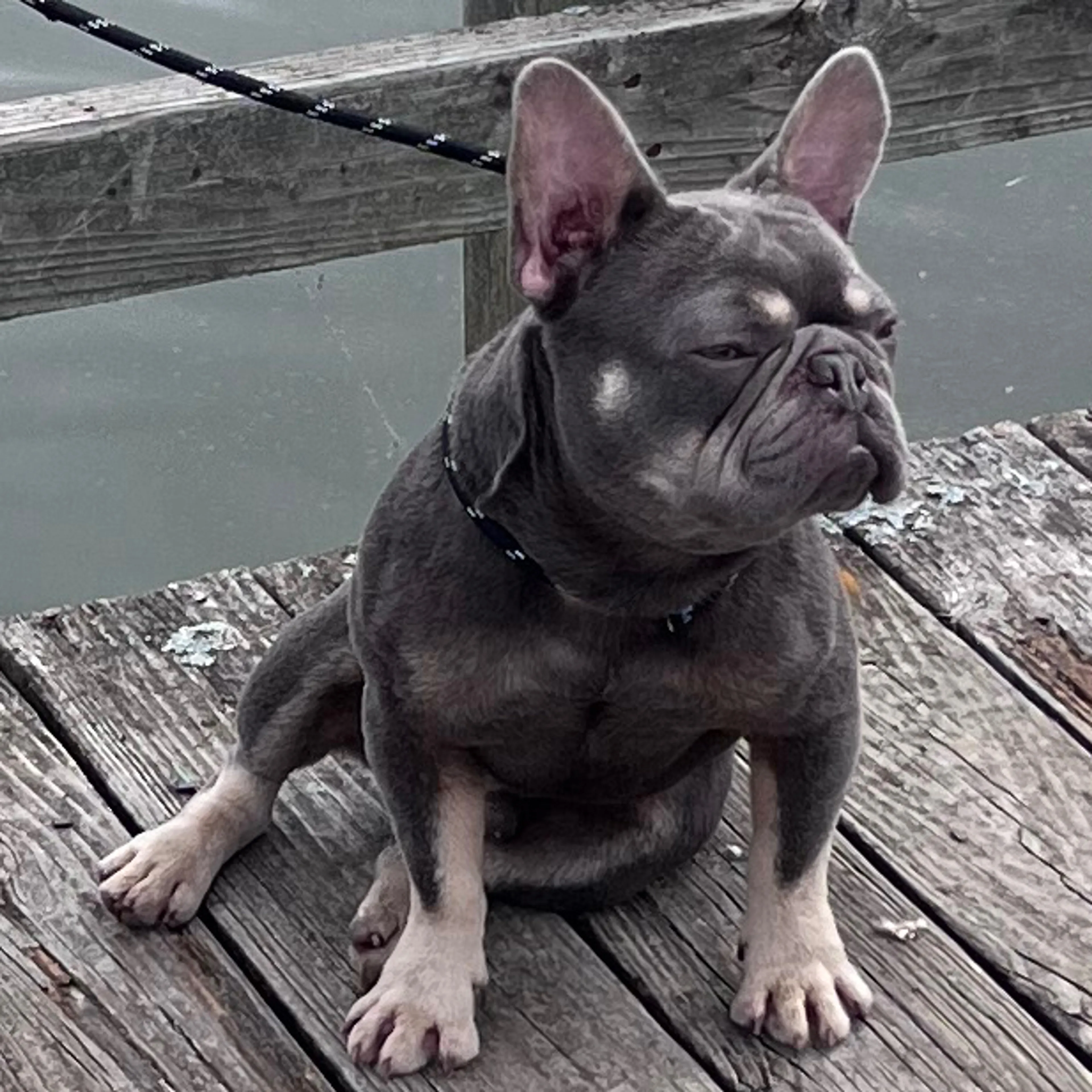 Lost pet-1