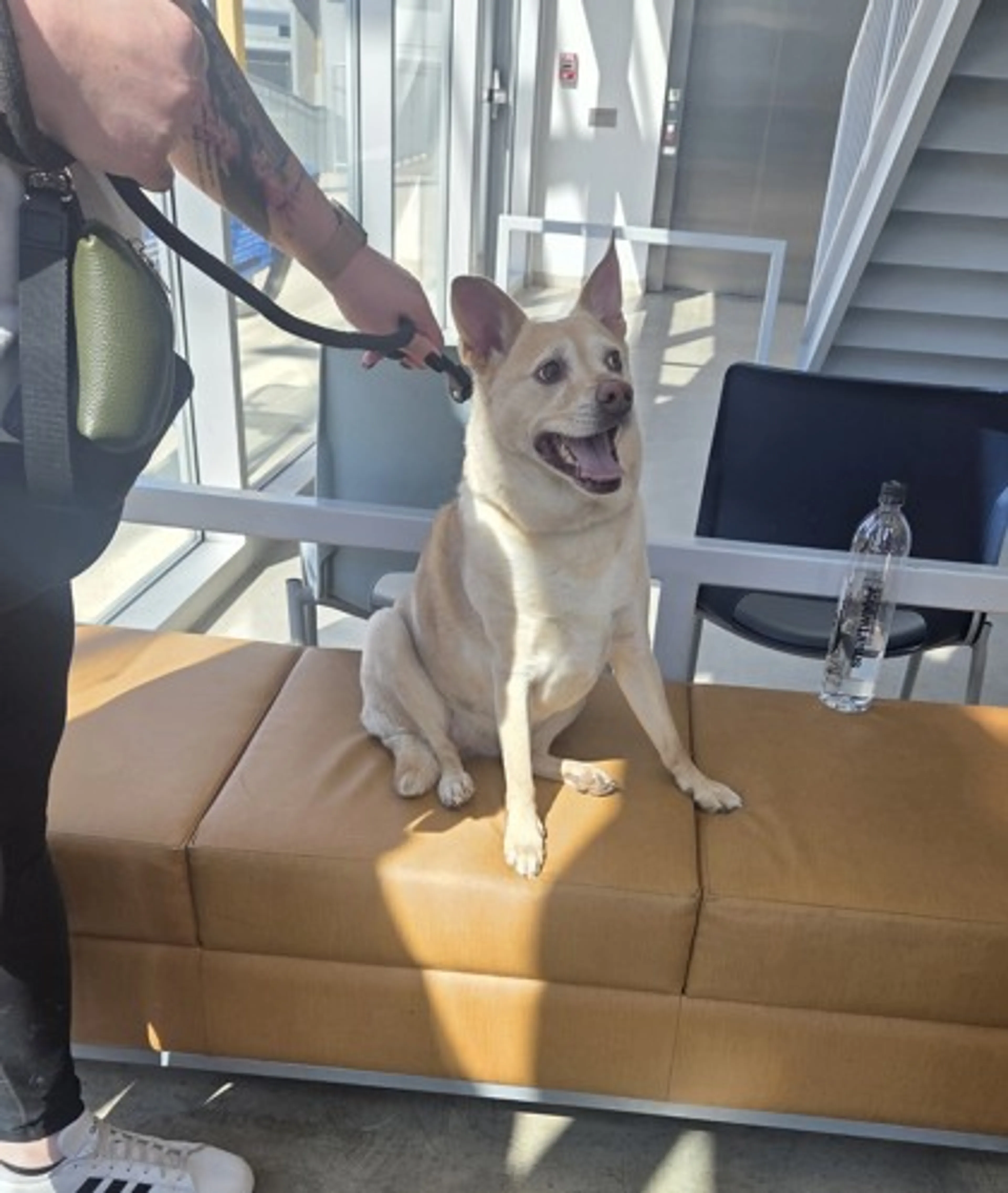 Found pet-0