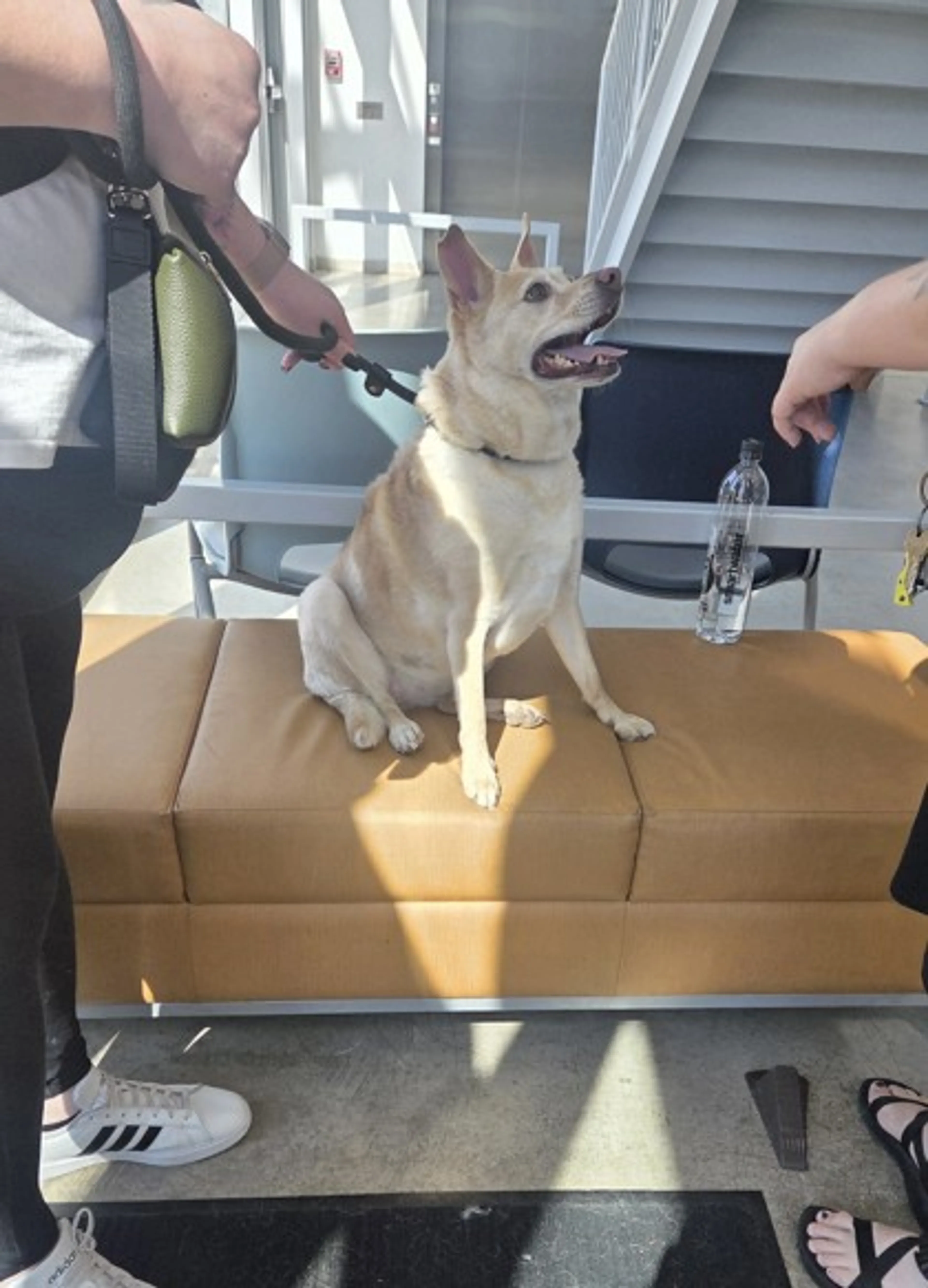Found pet-1