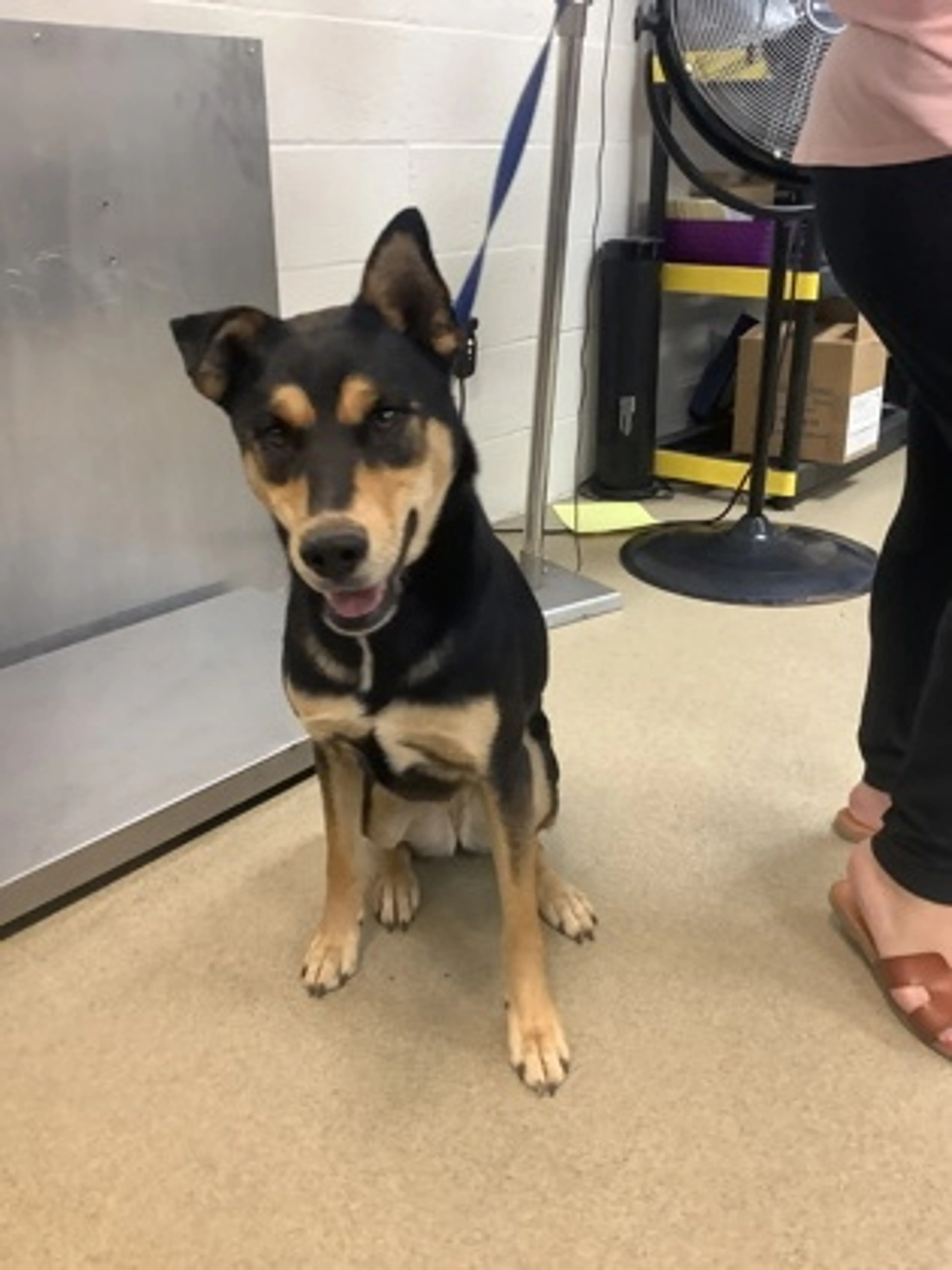 Found pet