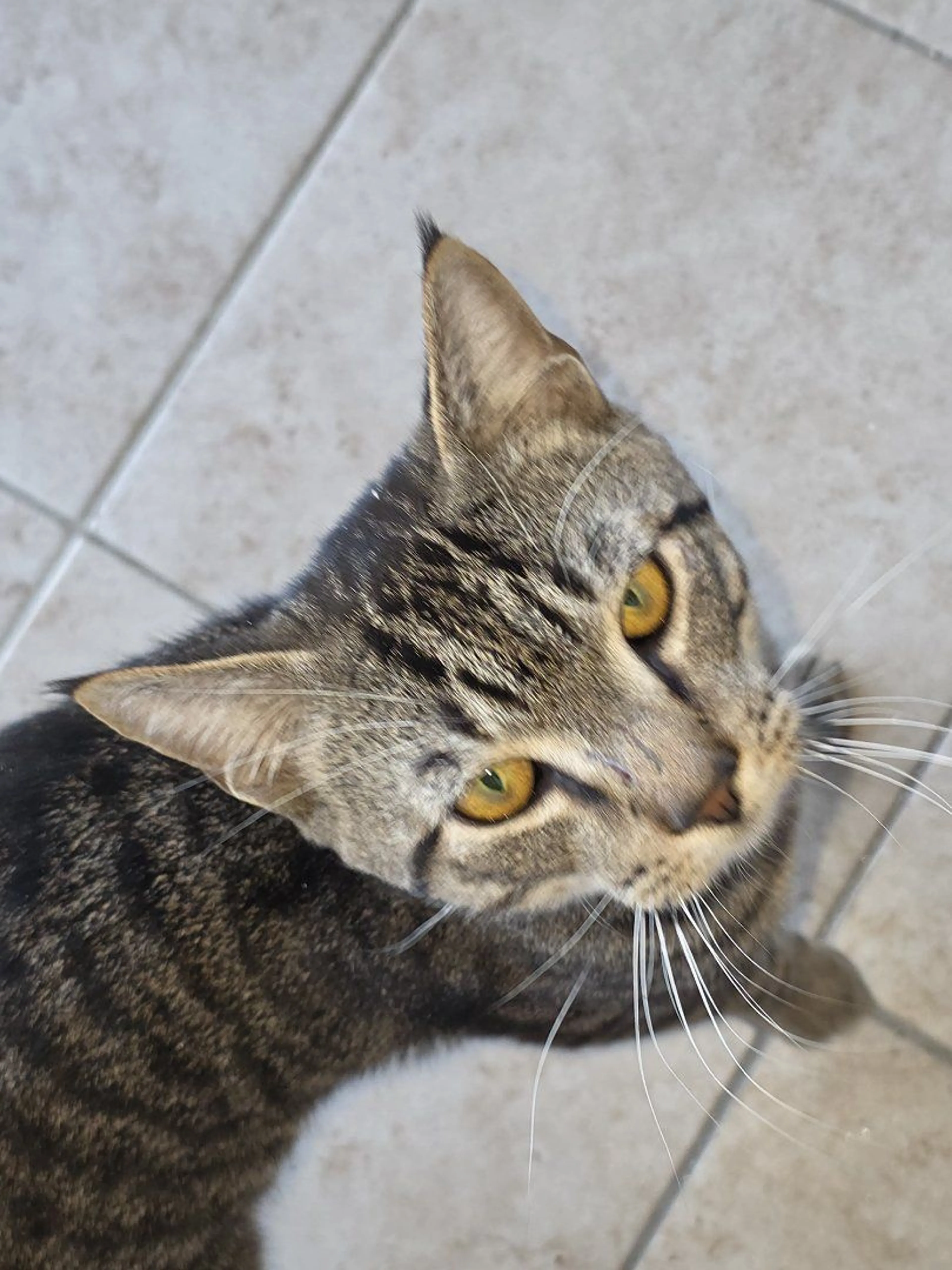 Lost pet-1