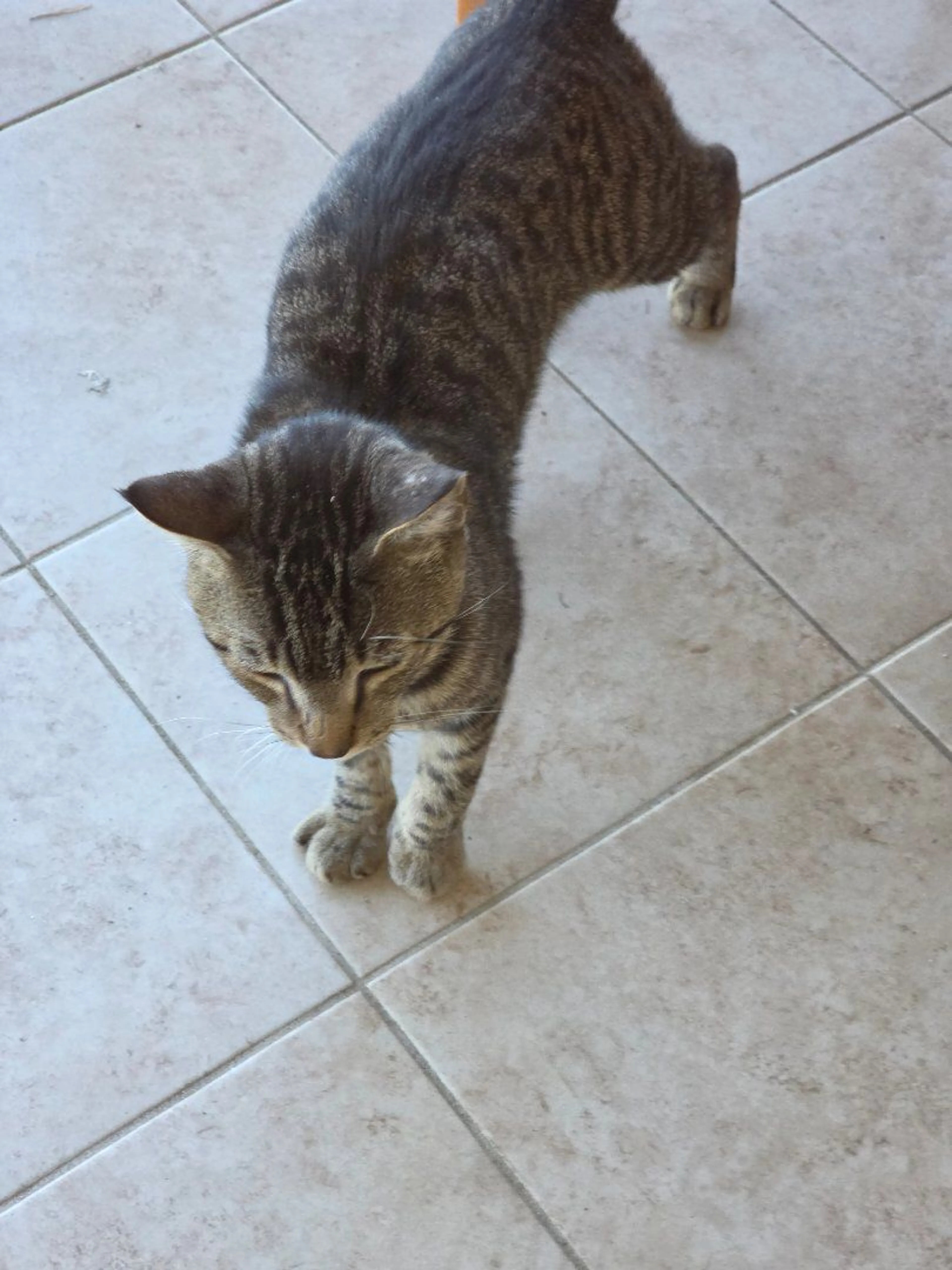 Lost pet-0
