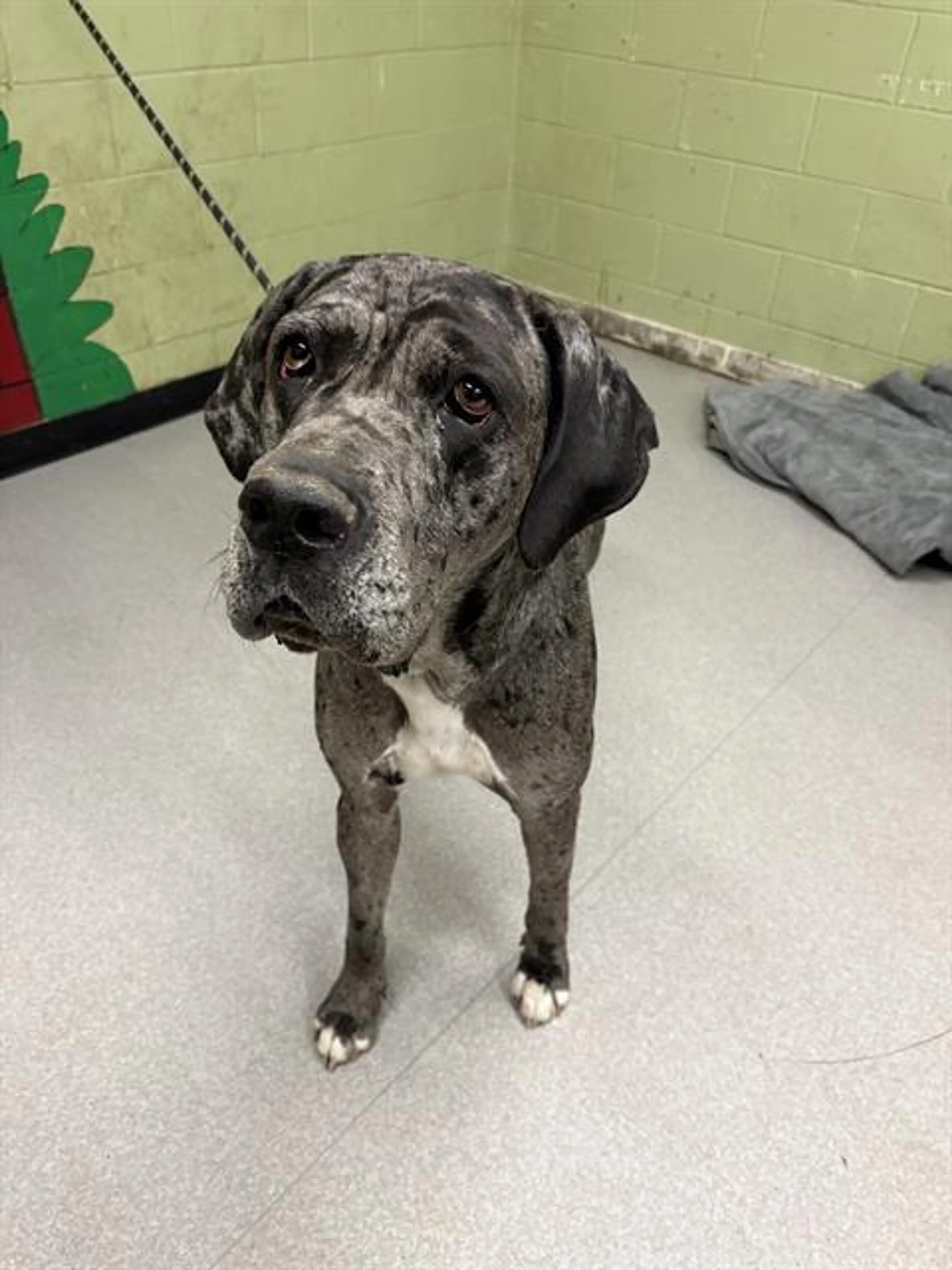 Found pet