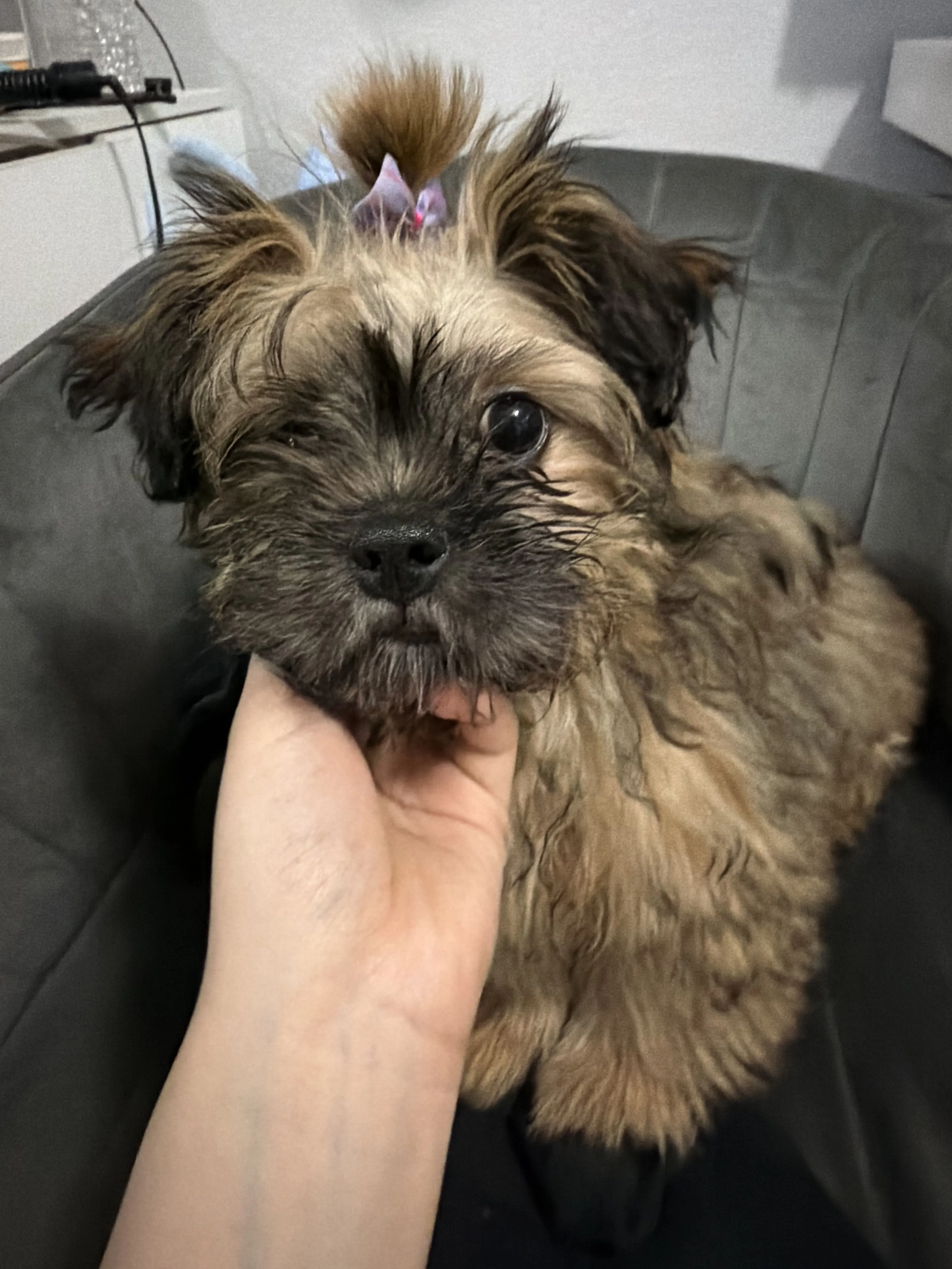 Lost pet