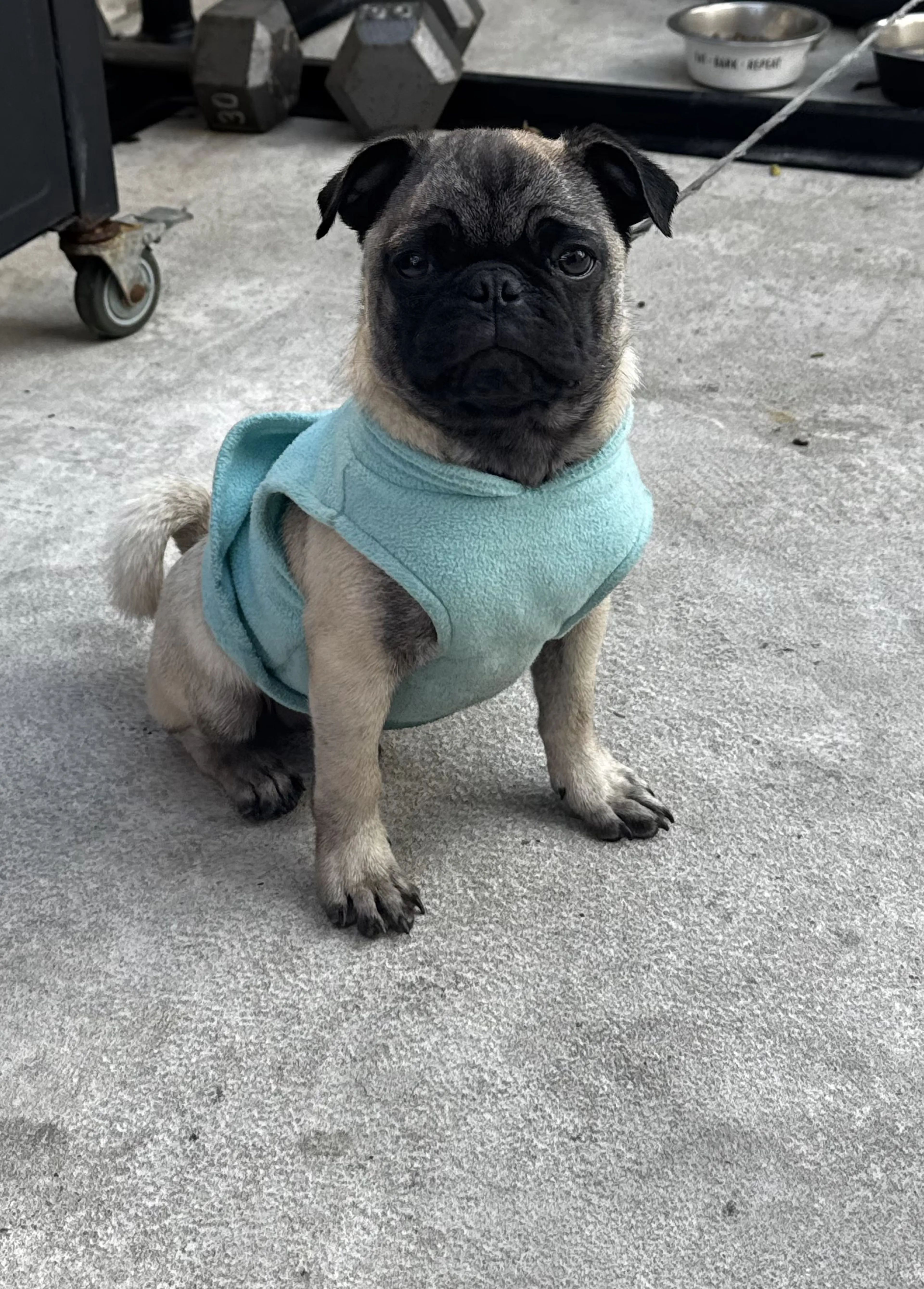 Lost pet