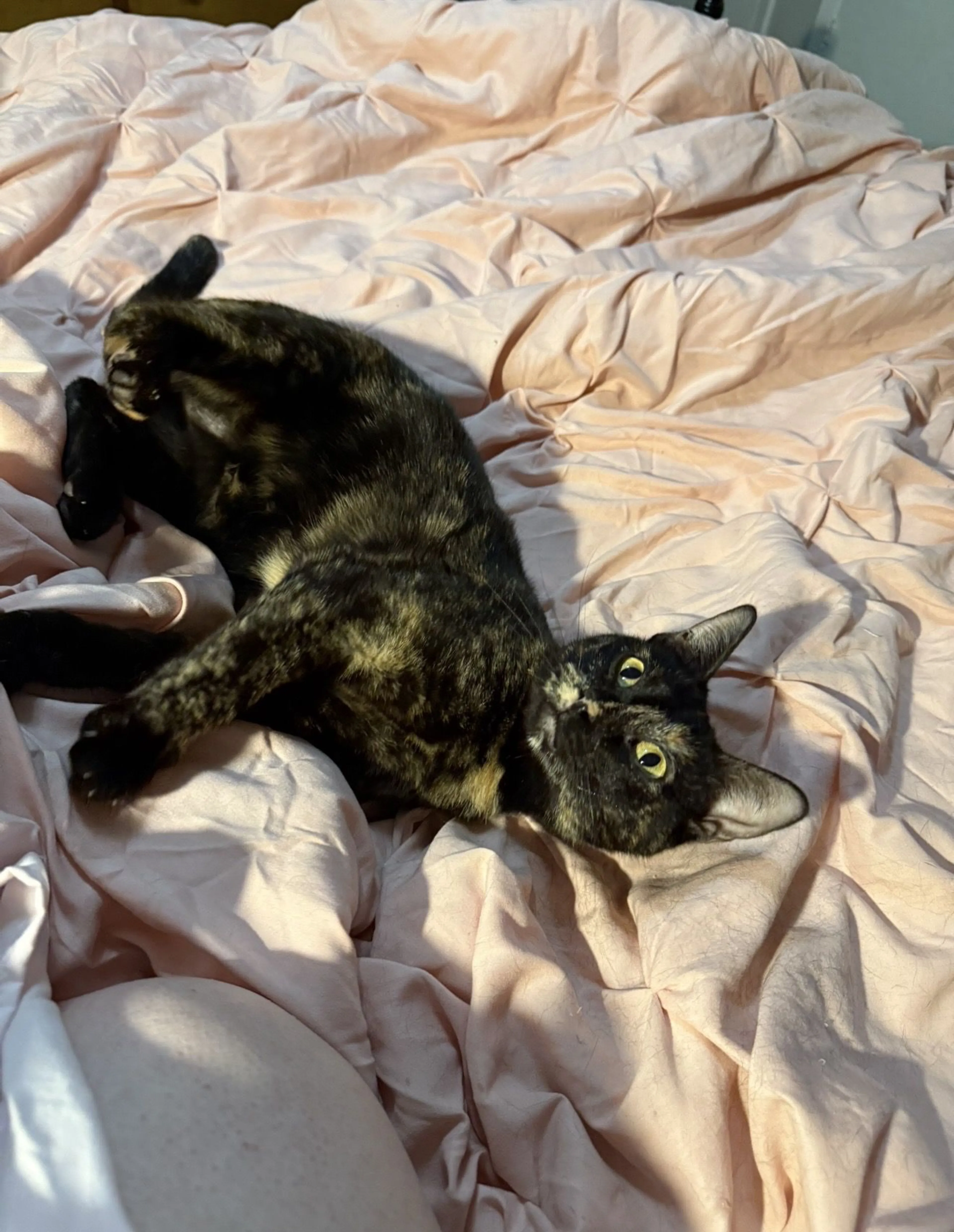 Lost pet-2