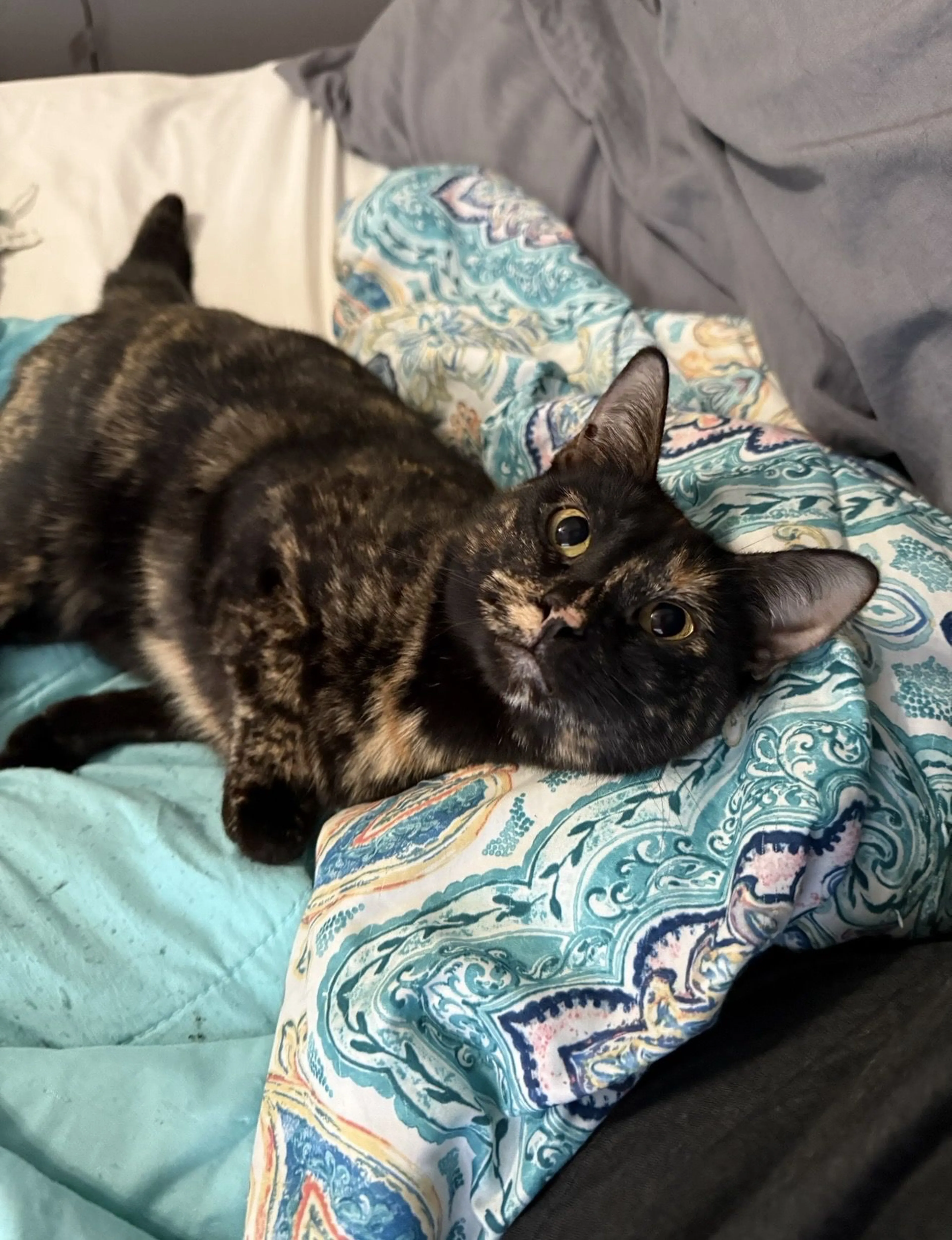 Lost pet-0