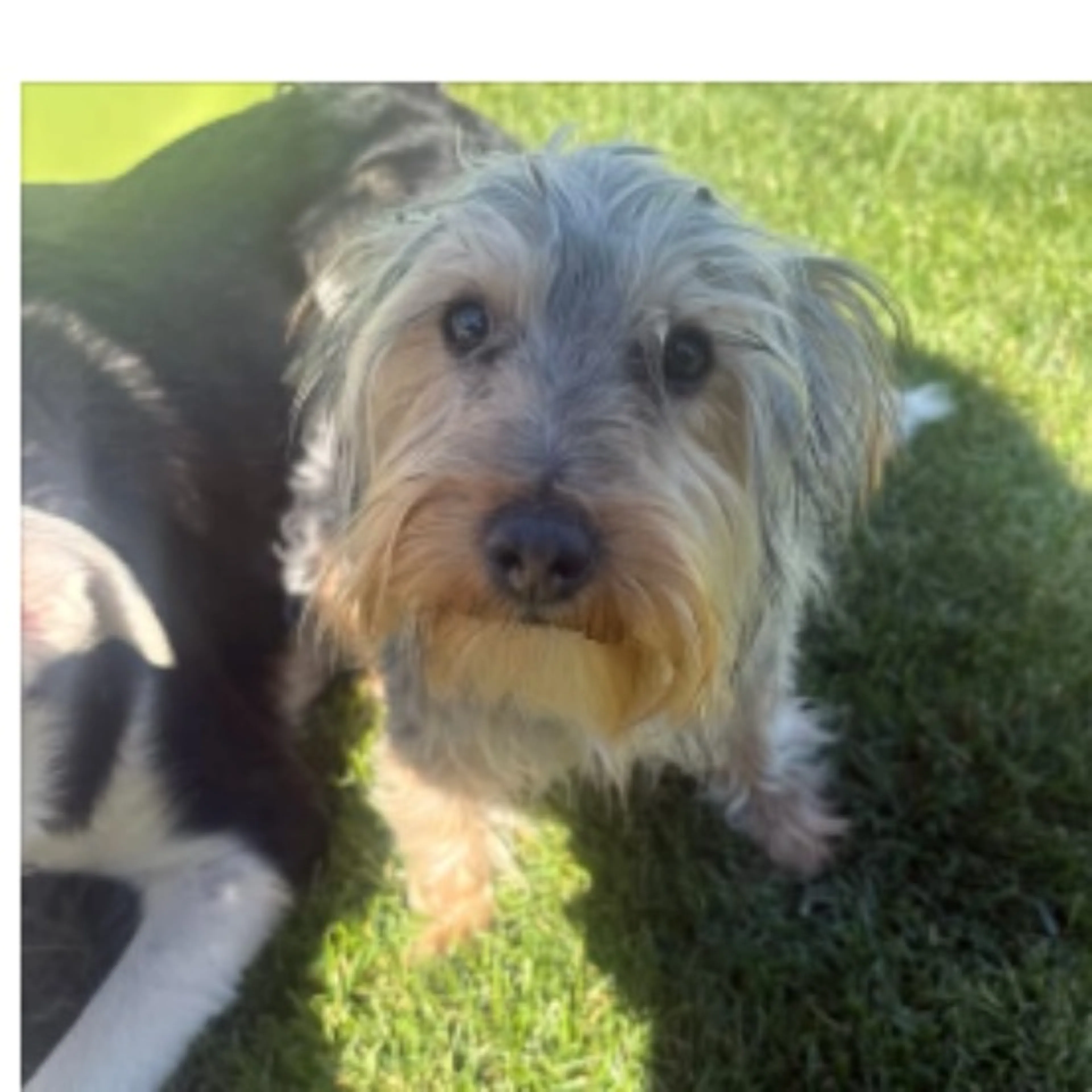 Lost pet-0