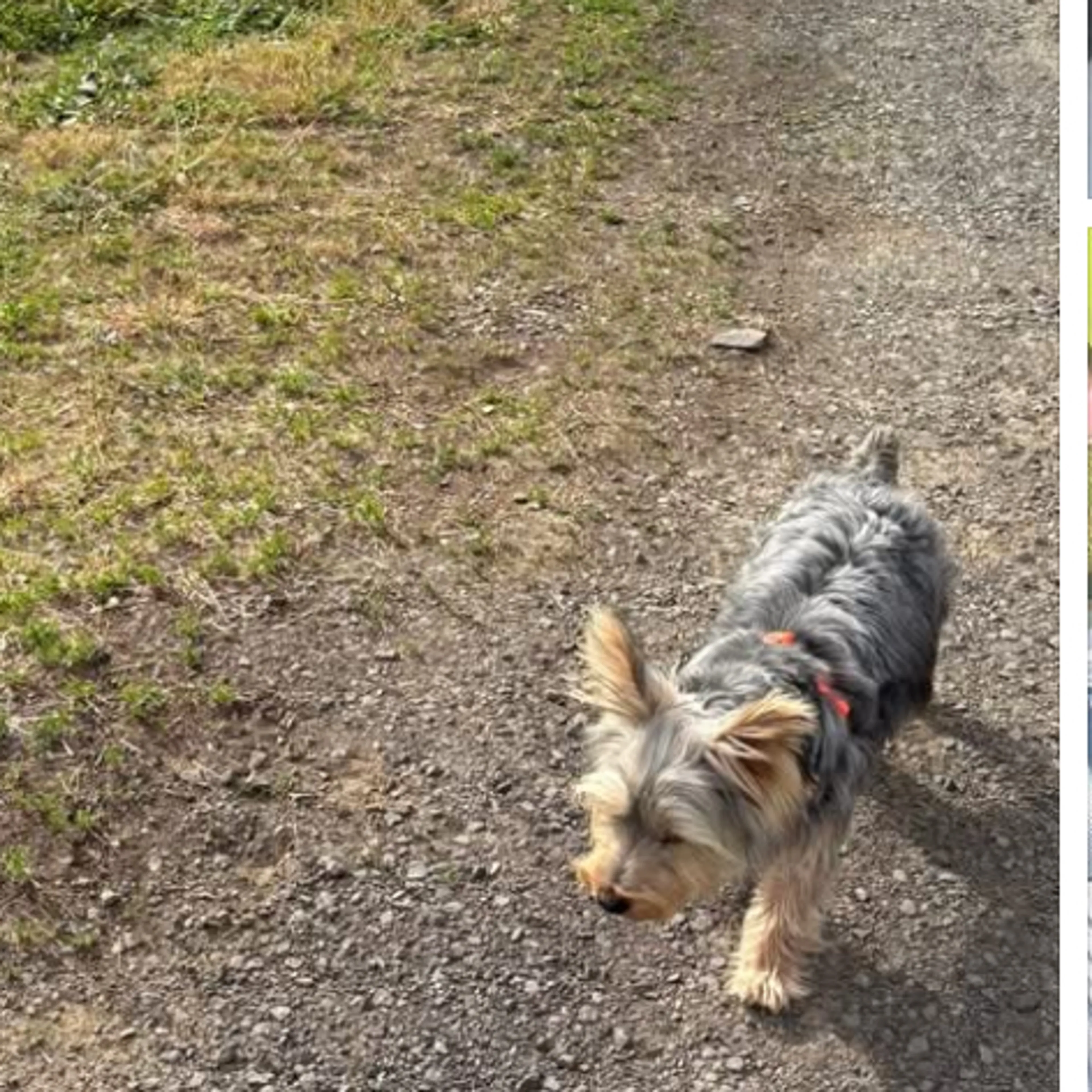 Lost pet-1