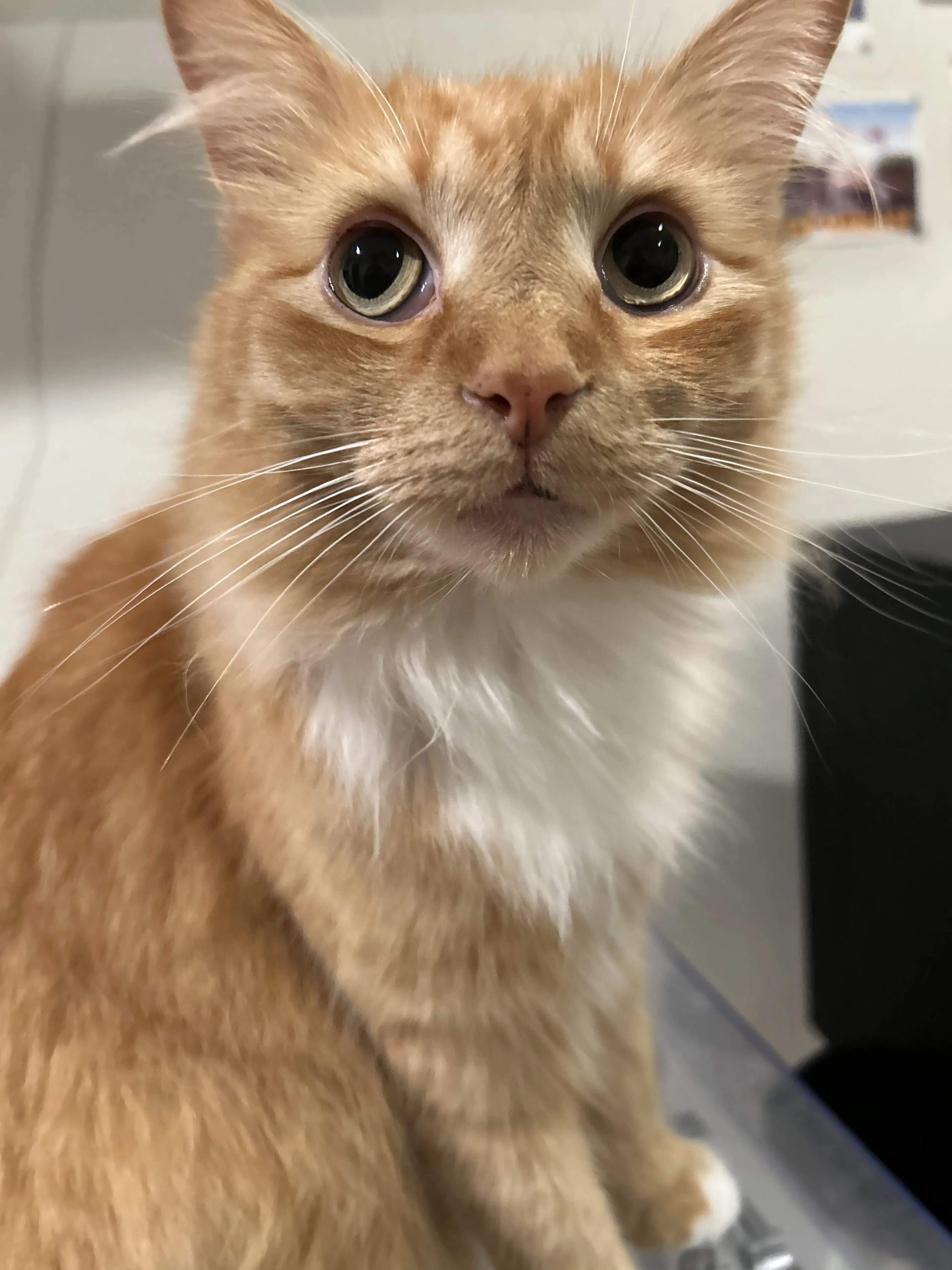 Lost pet-2