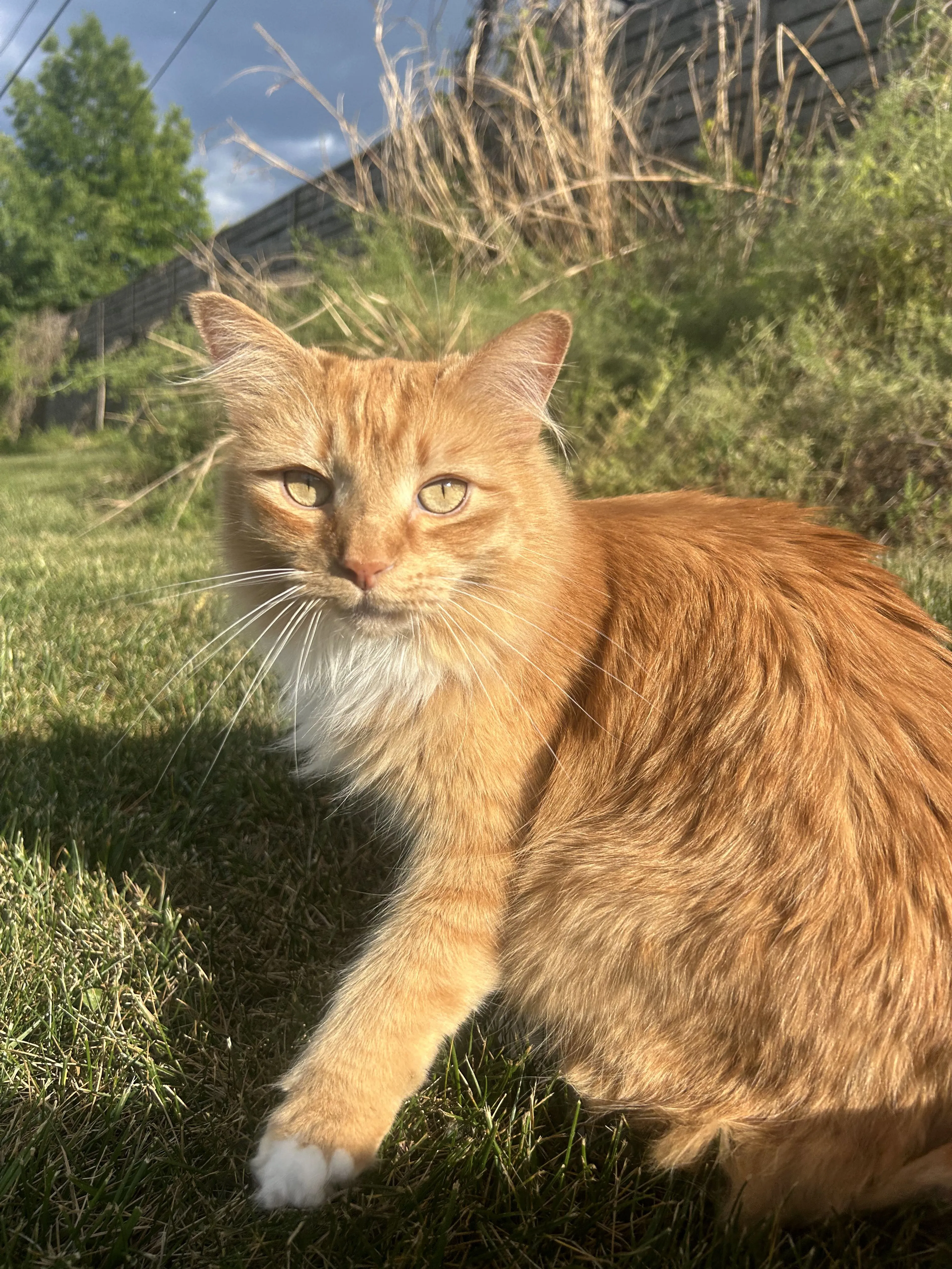 Lost pet-0