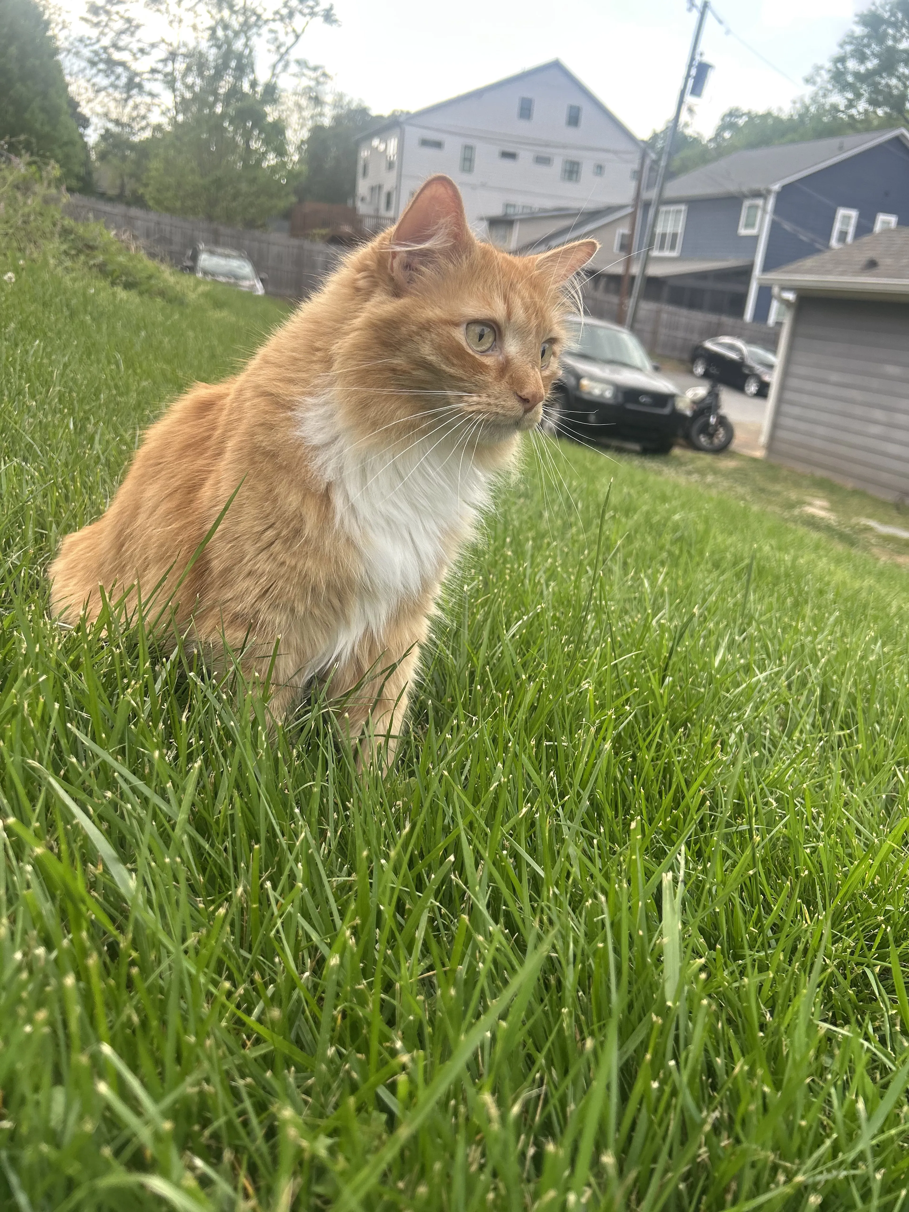 Lost pet-1