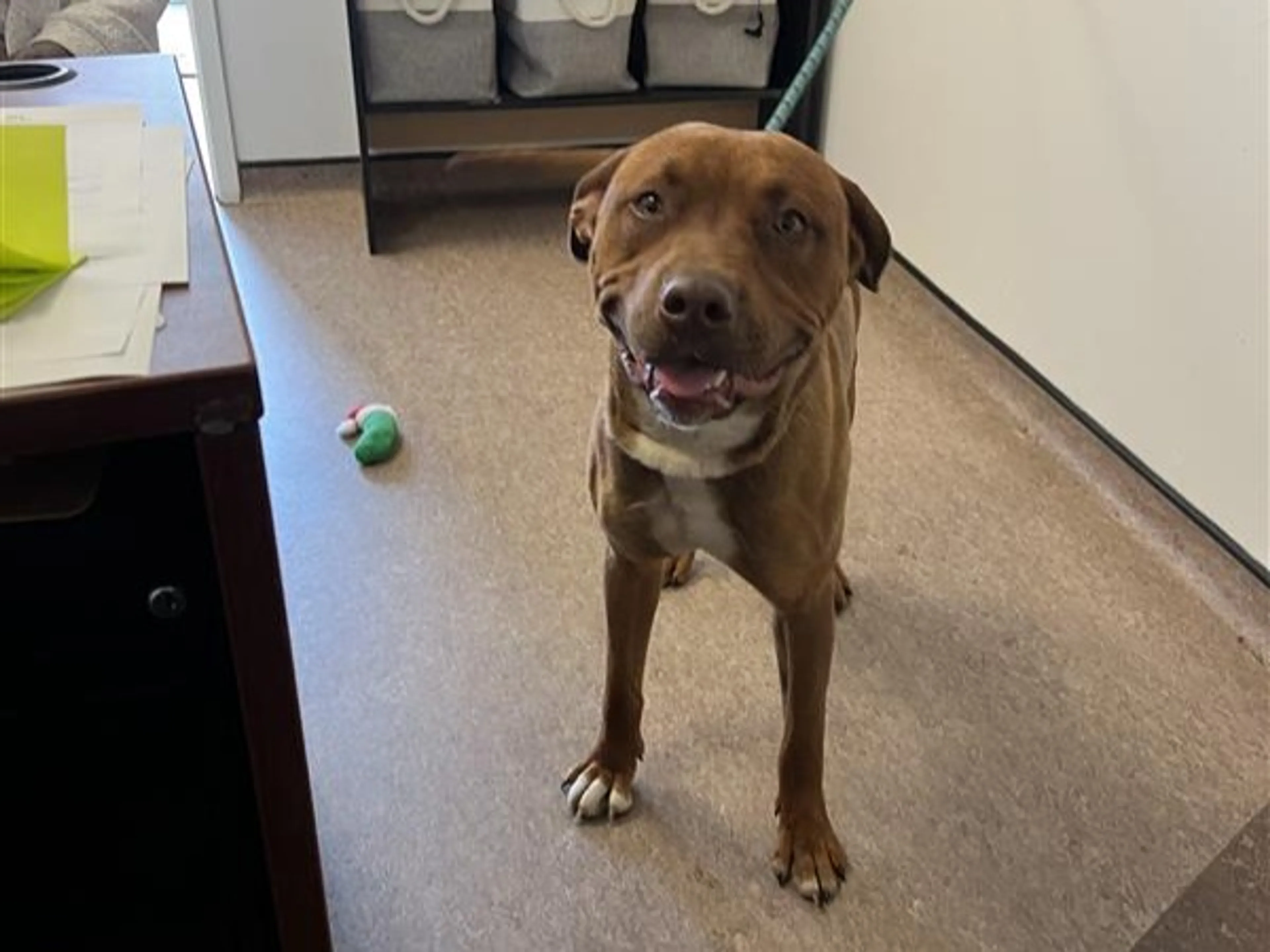 Found pet