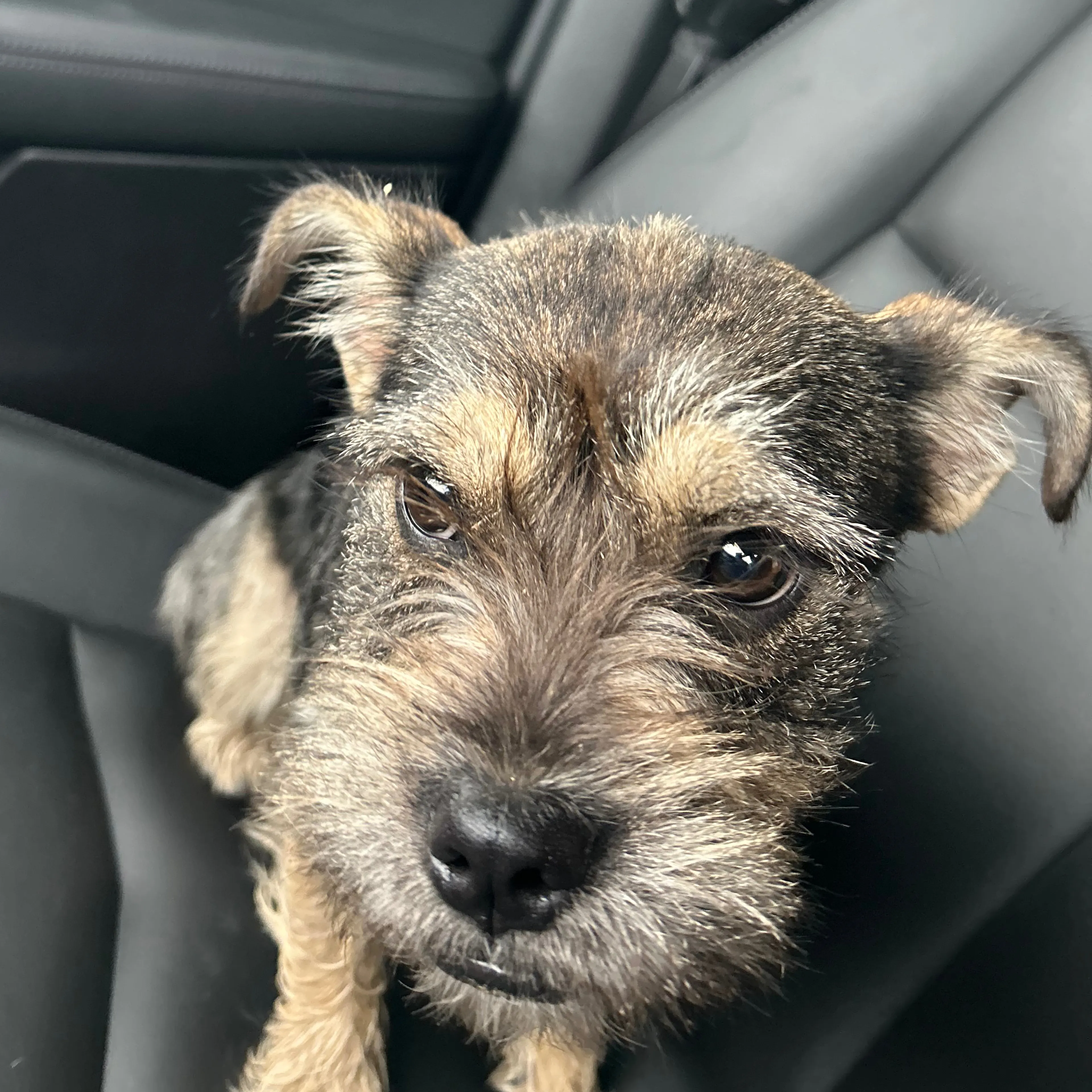 Found pet-2
