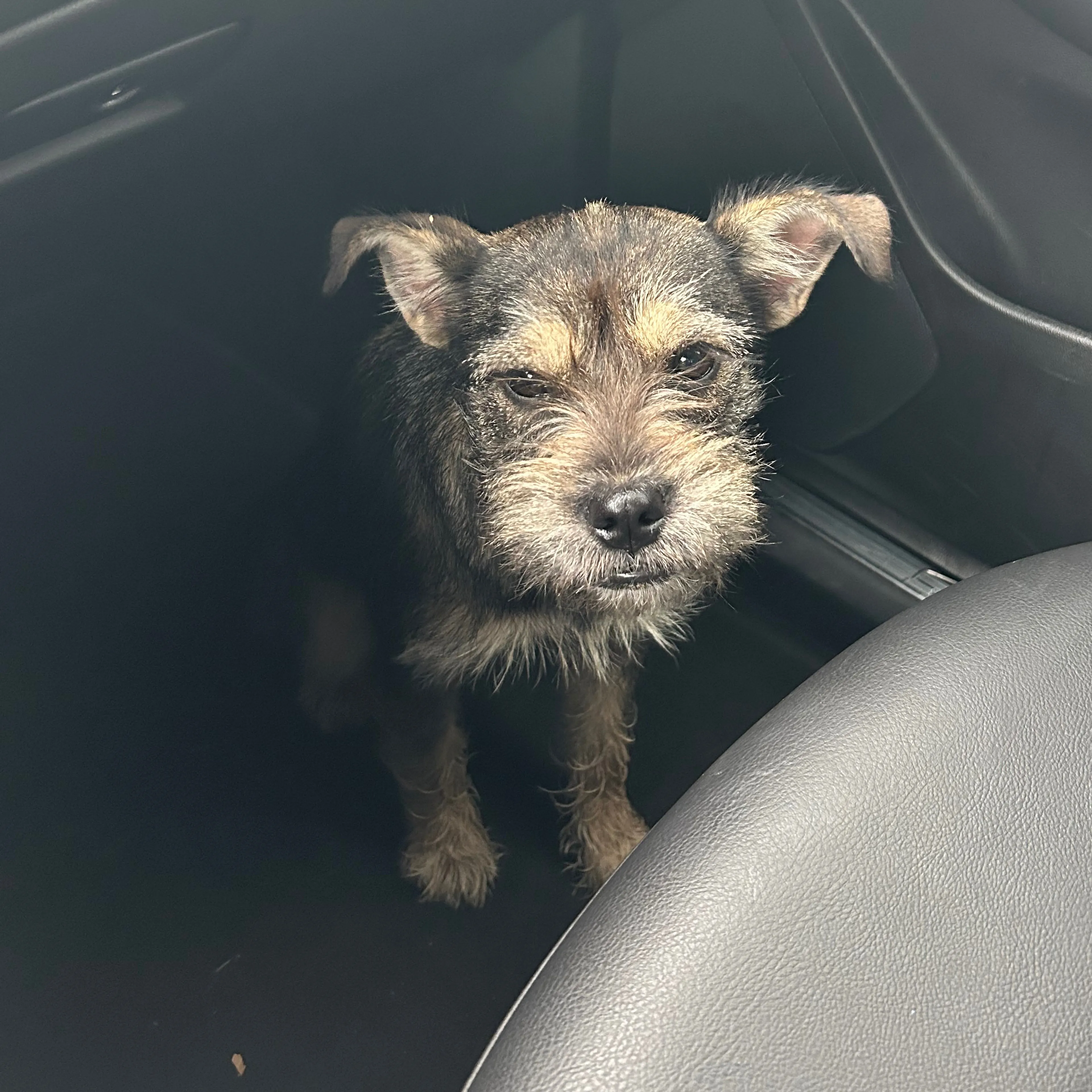 Found pet-1