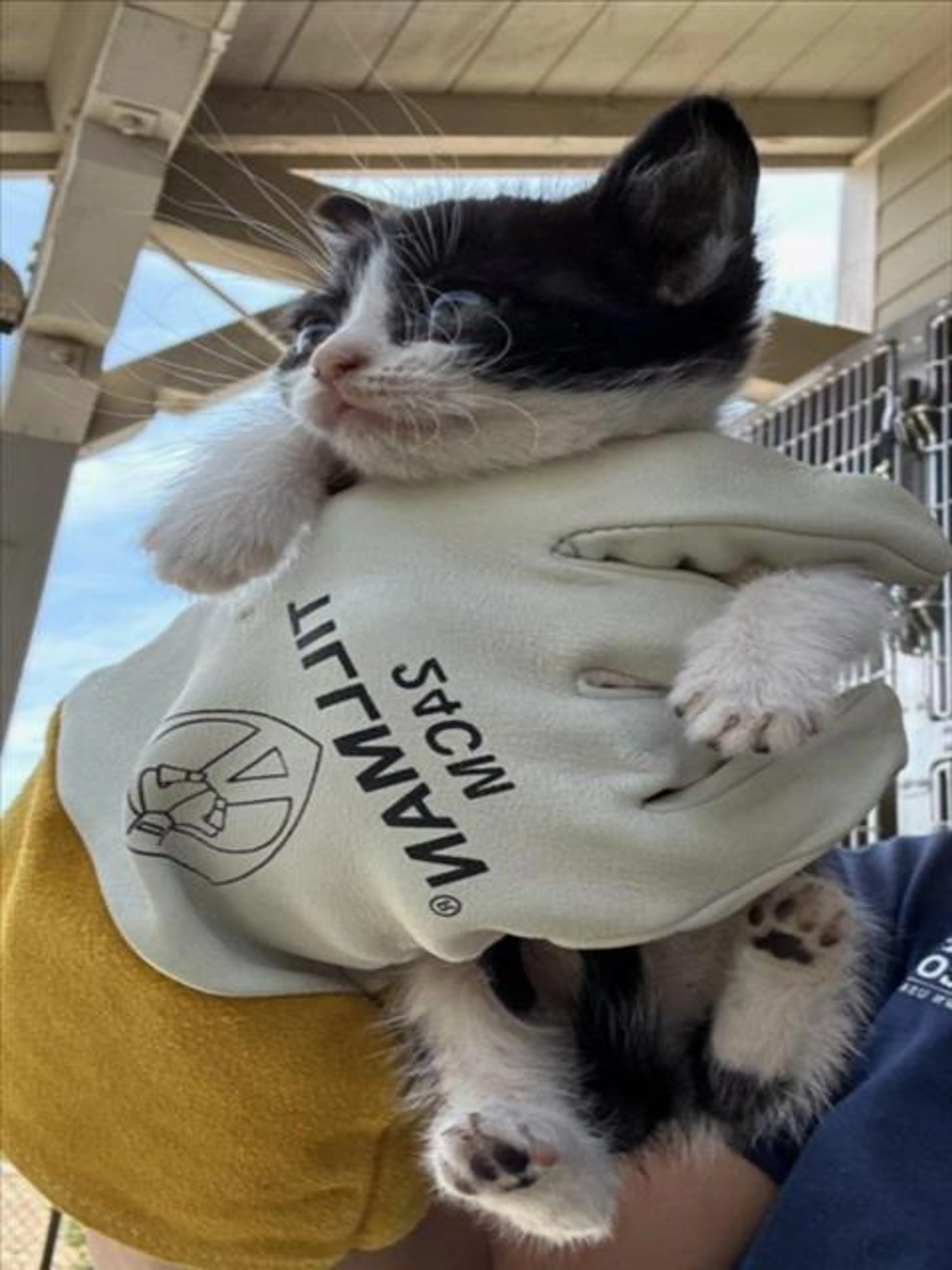 Found pet