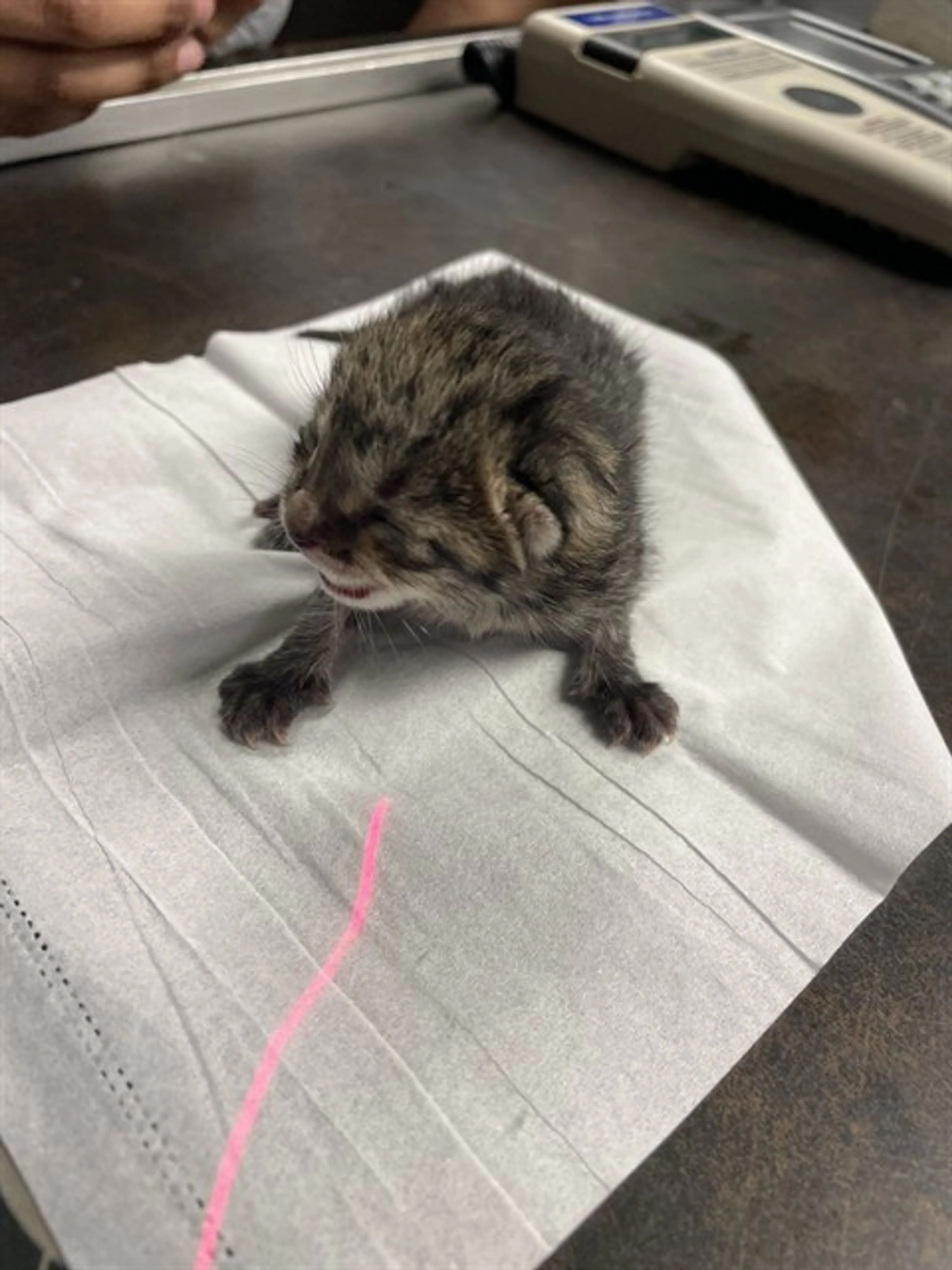 Found pet