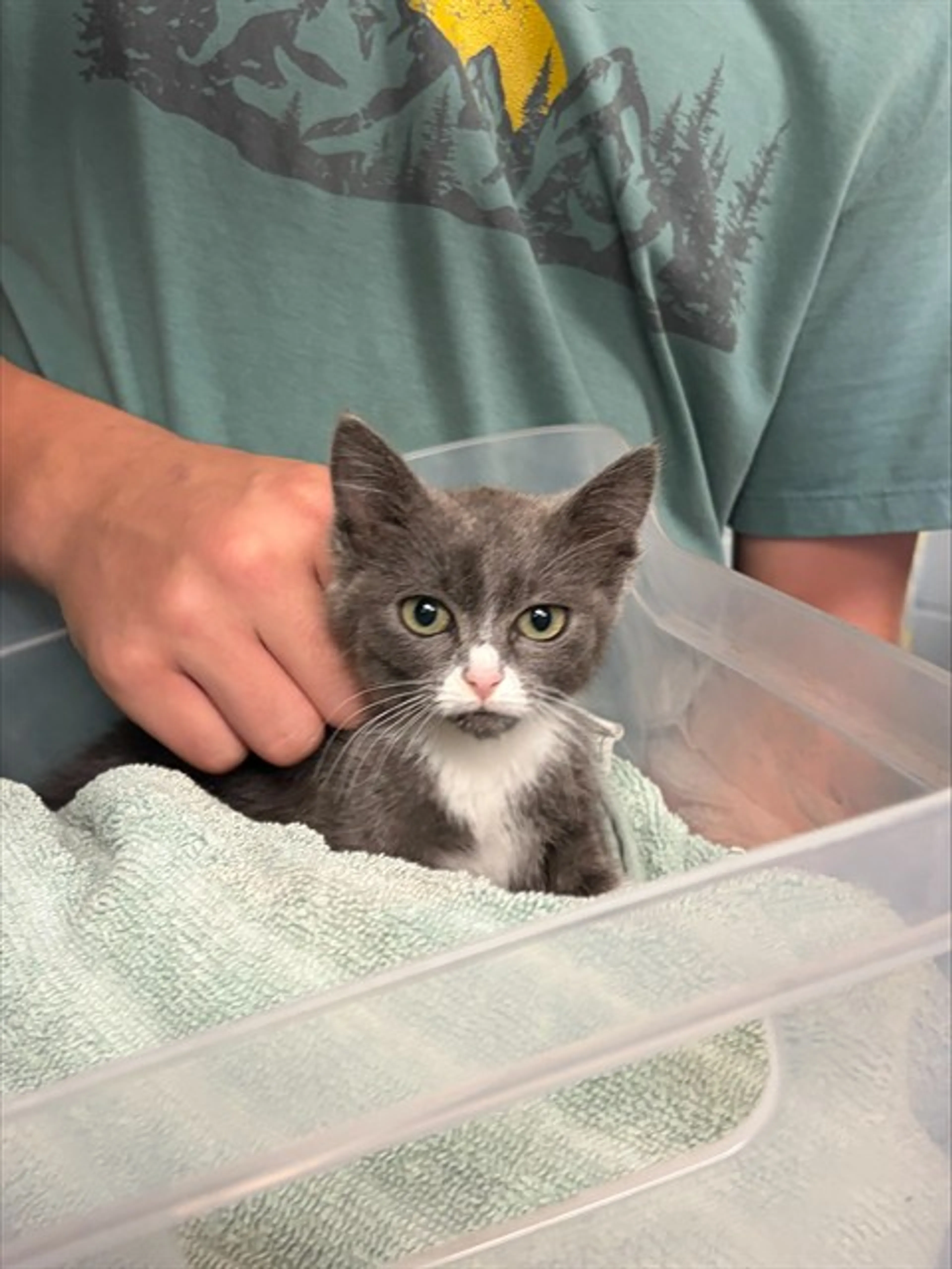 Found pet