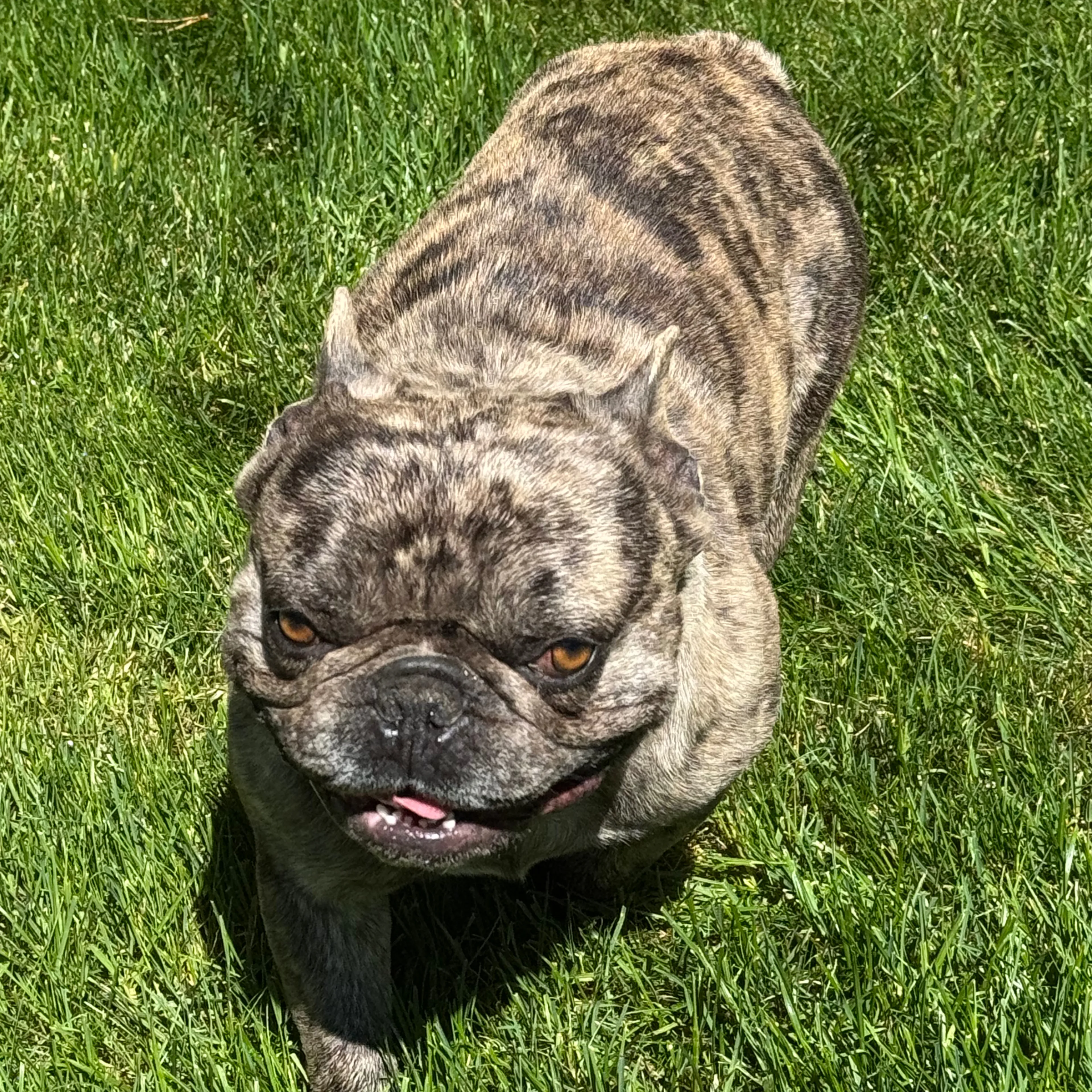 Found pet-1