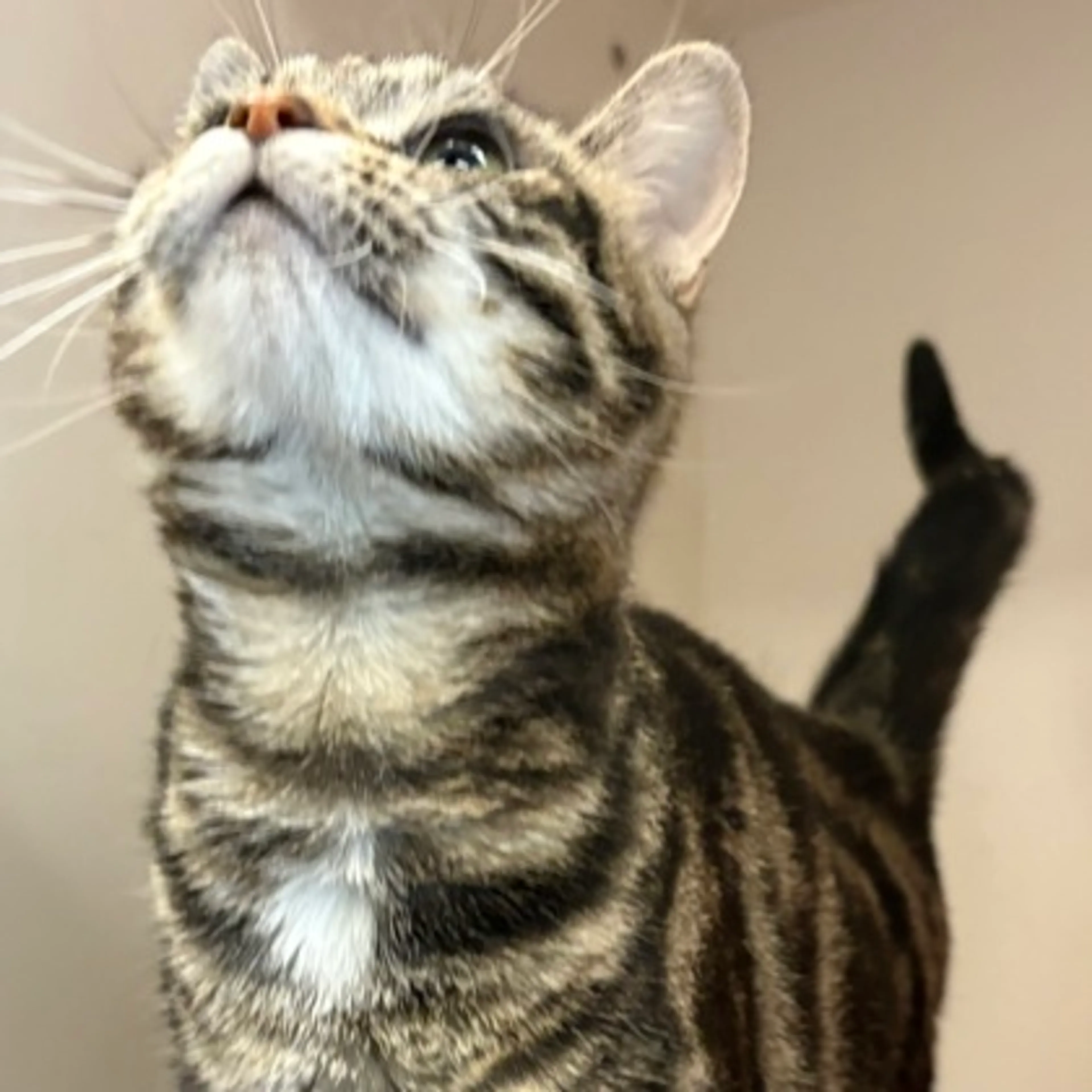 Found pet-2