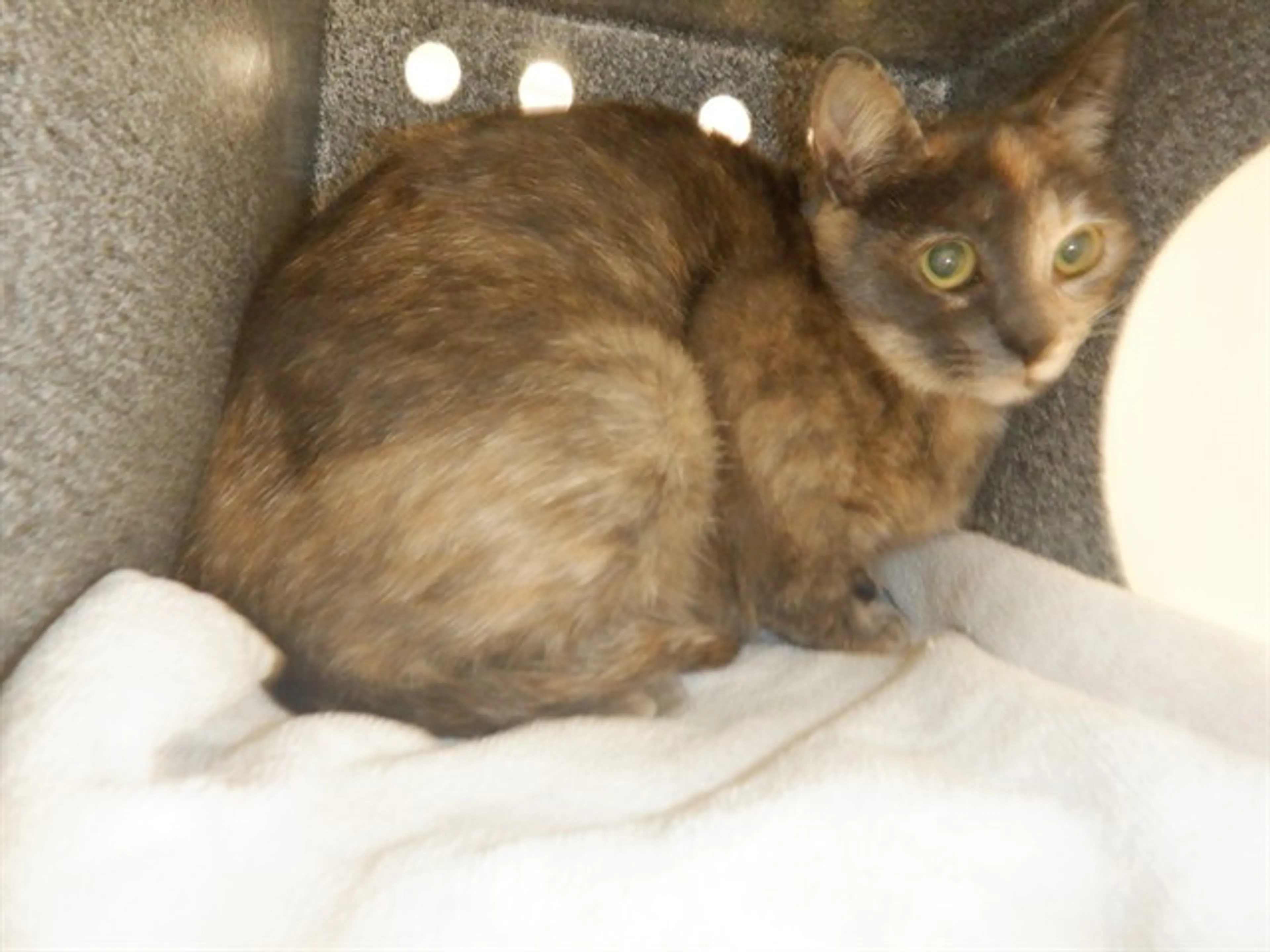 Found pet