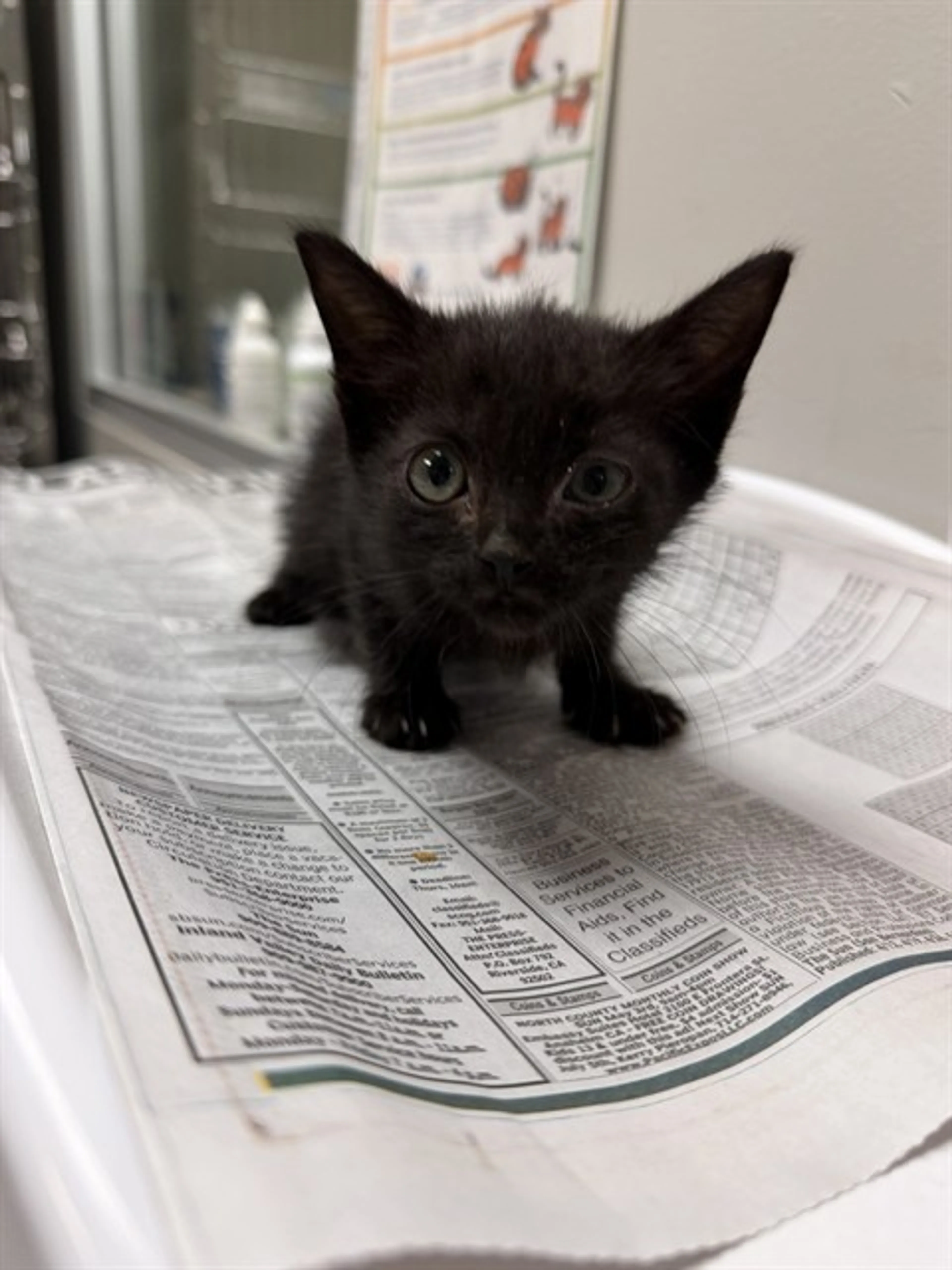 Found pet